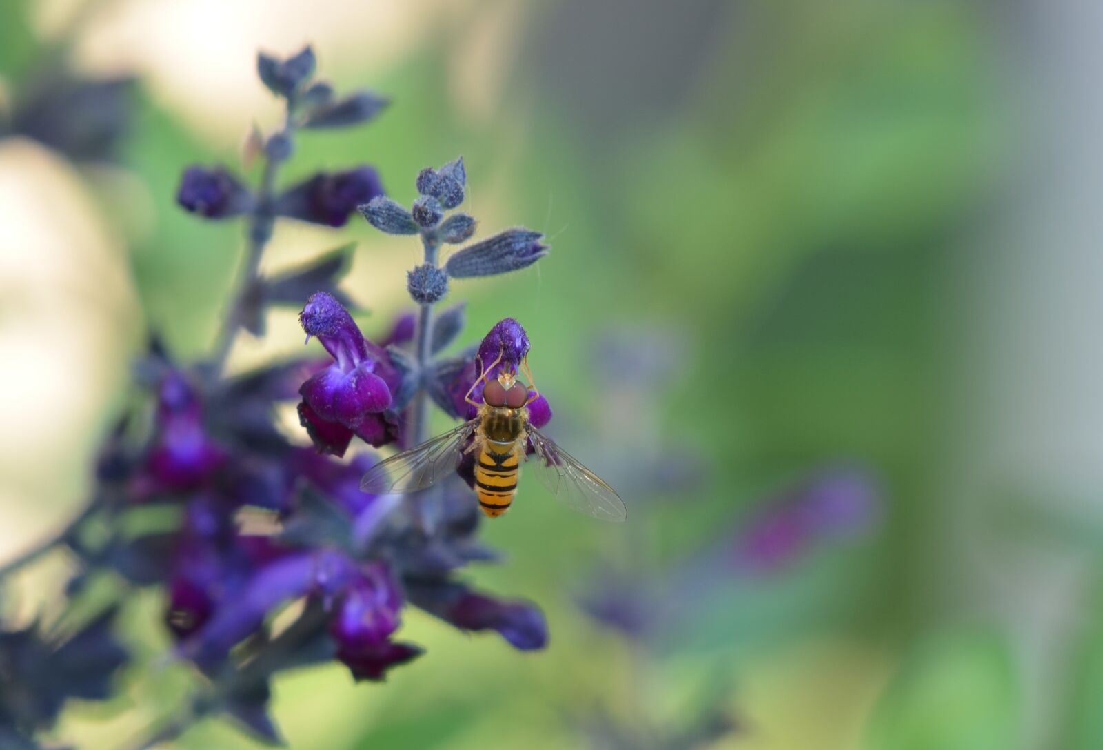 Nikon D5100 sample photo. Wasp, insect, flower photography