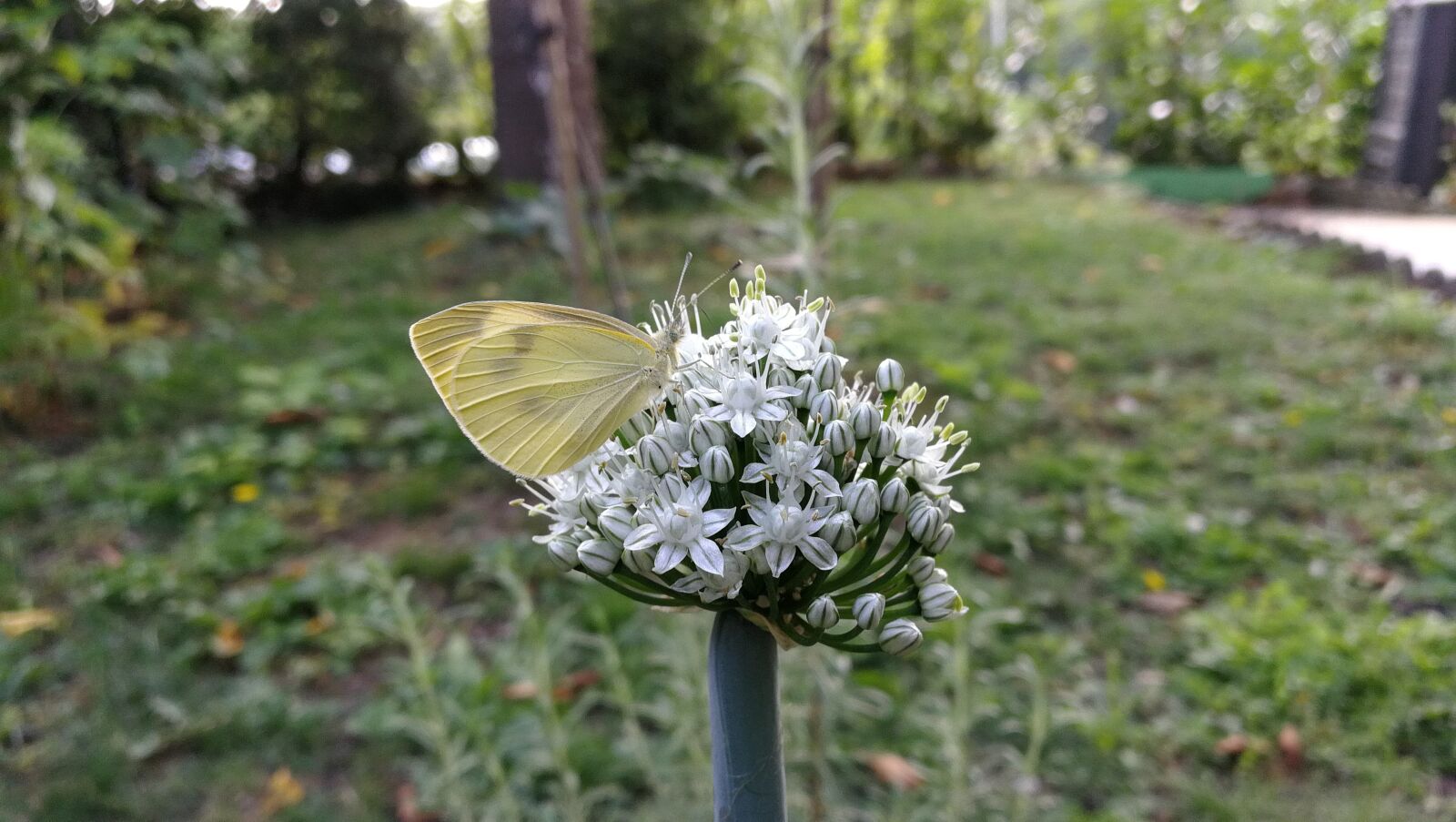 HUAWEI P10 sample photo. Butterfly, flower, nature photography