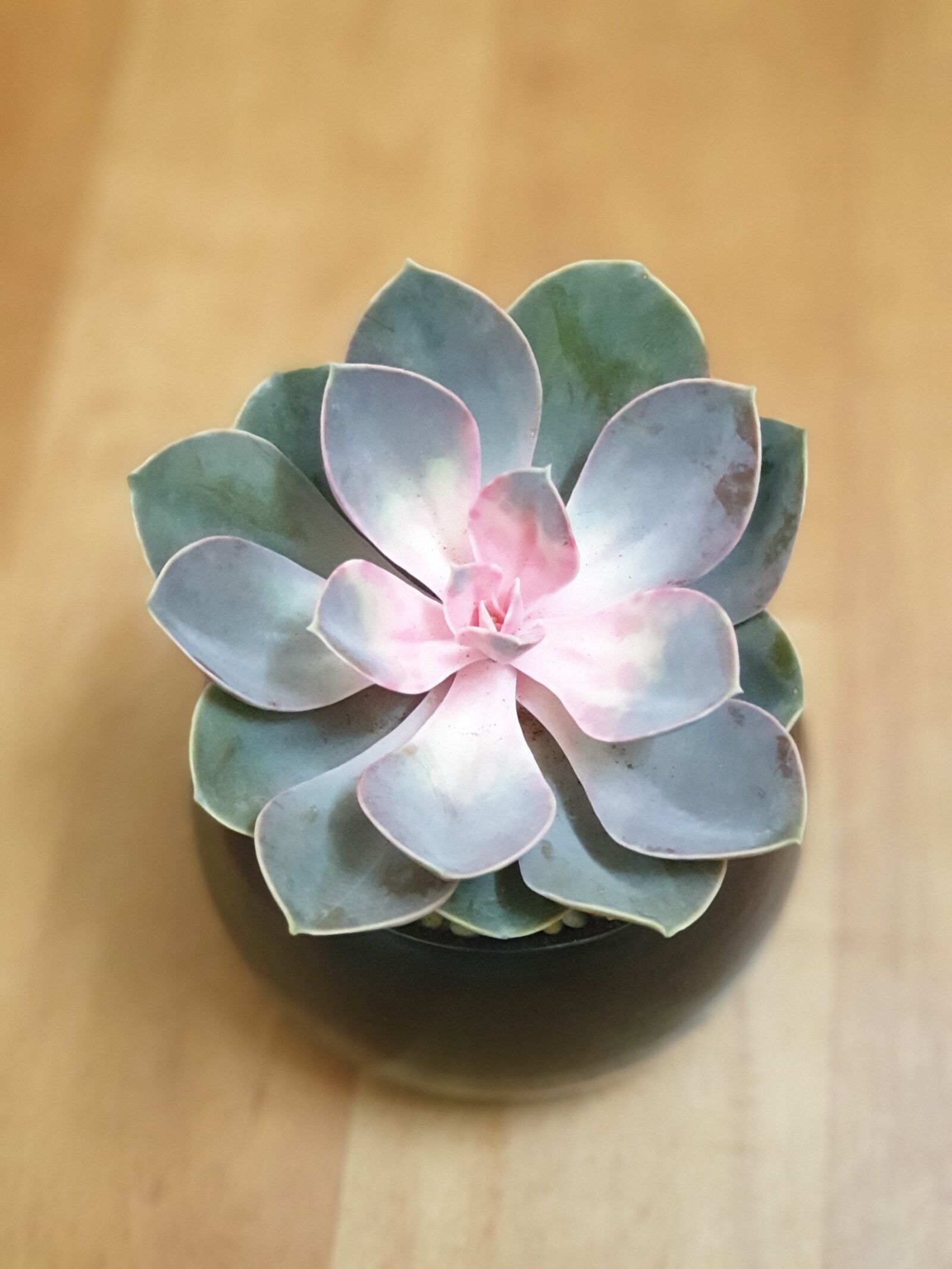 Samsung Galaxy Note9 sample photo. Flower, pot, succulent photography