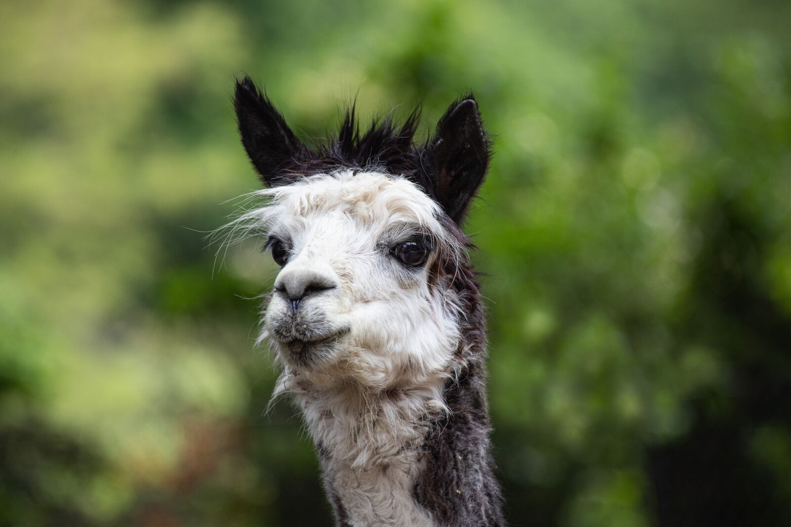 Canon EF 70-300mm F4-5.6 IS USM sample photo. Alpaca, mammal, animal photography