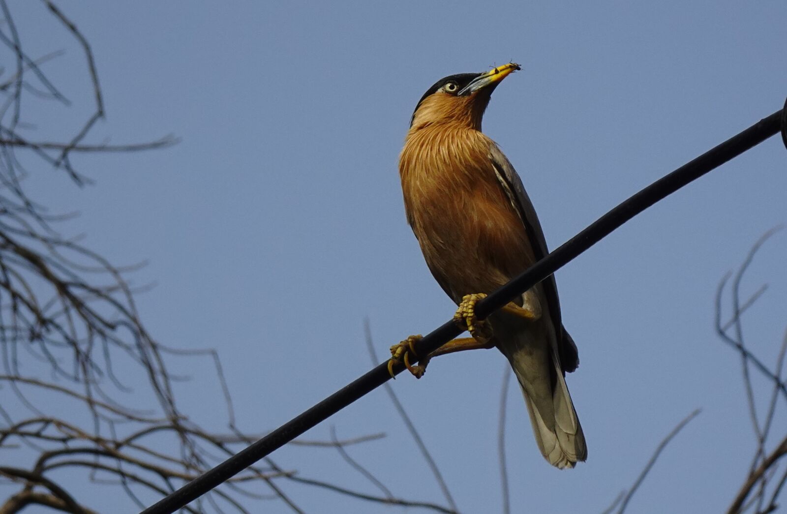Sony DSC-WX800 sample photo. Bird, brahminy myna, starling photography