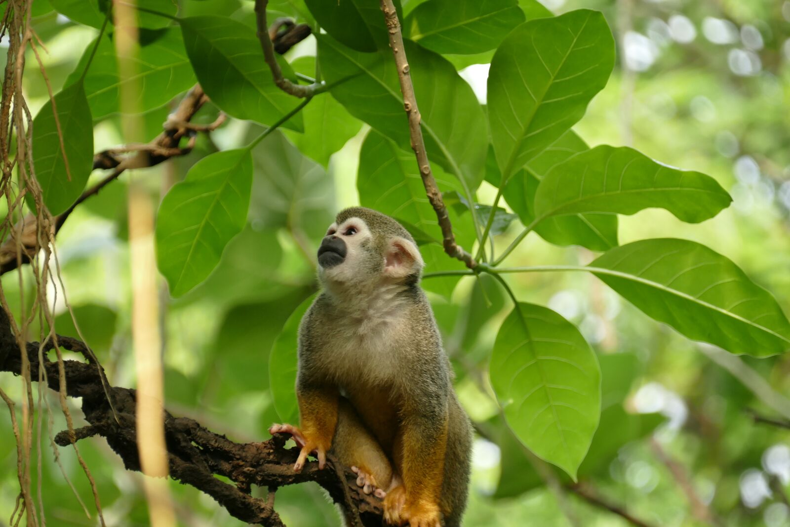Panasonic Lumix DMC-FZ1000 sample photo. Zoo, skull monkey, gondwanaland photography