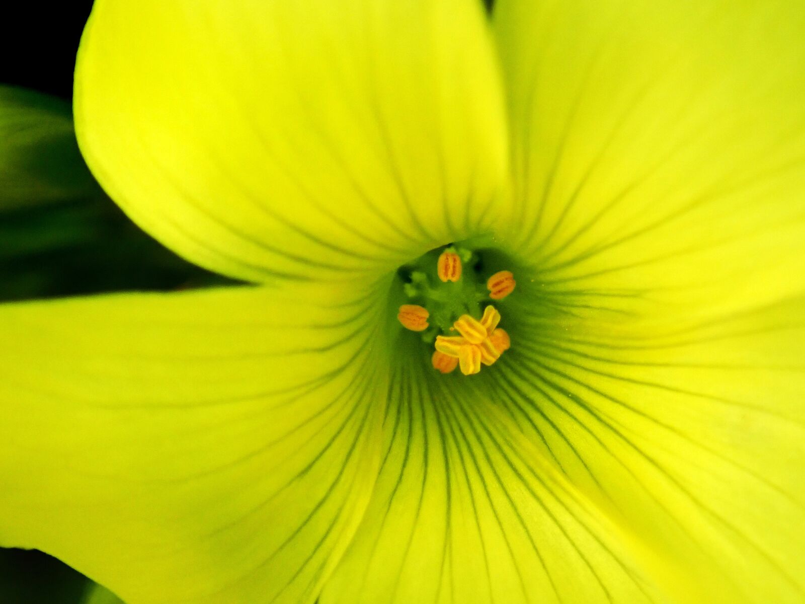 Olympus TG-5 sample photo. Flower, macro, yellow photography