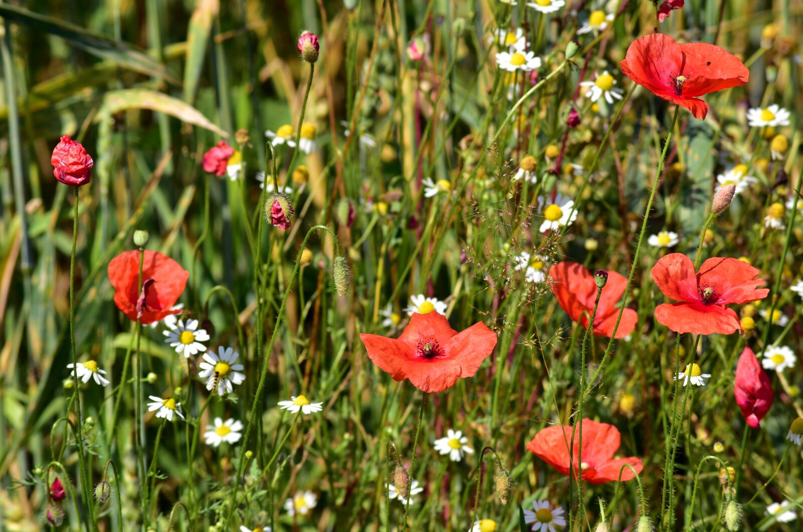 Nikon D750 sample photo. Meadow, flower meadow, poppy photography