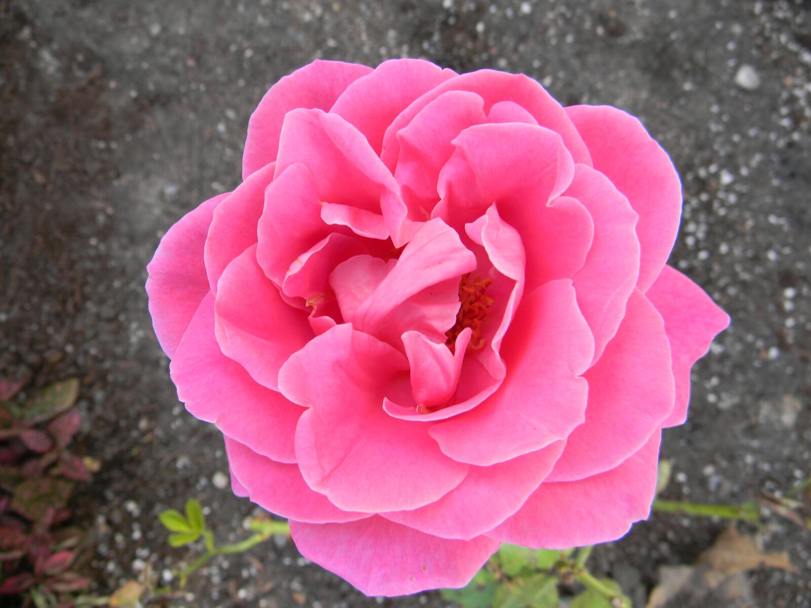 Nikon Coolpix L110 sample photo. Roses, garden, nature photography