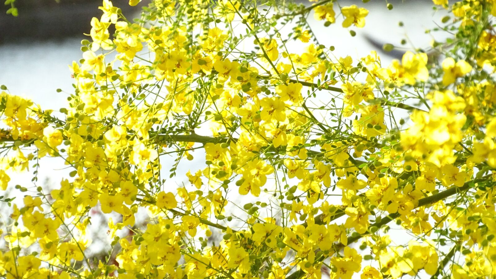 Sony Cyber-shot DSC-HX400V sample photo. Yellow, flowers, nature photography