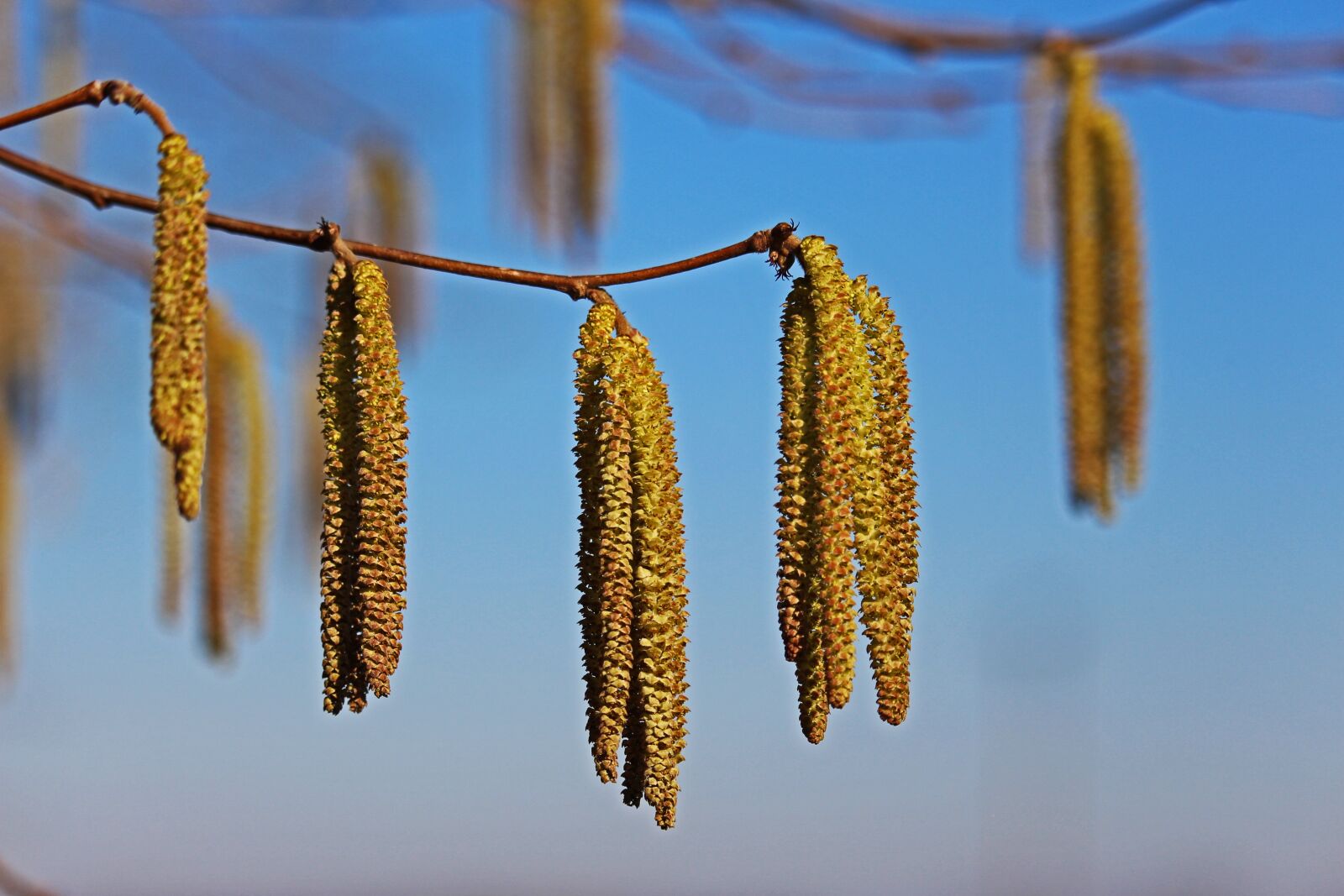 Canon EF-S 55-250mm F4-5.6 IS STM sample photo. Hazelnut, spring, hazel photography