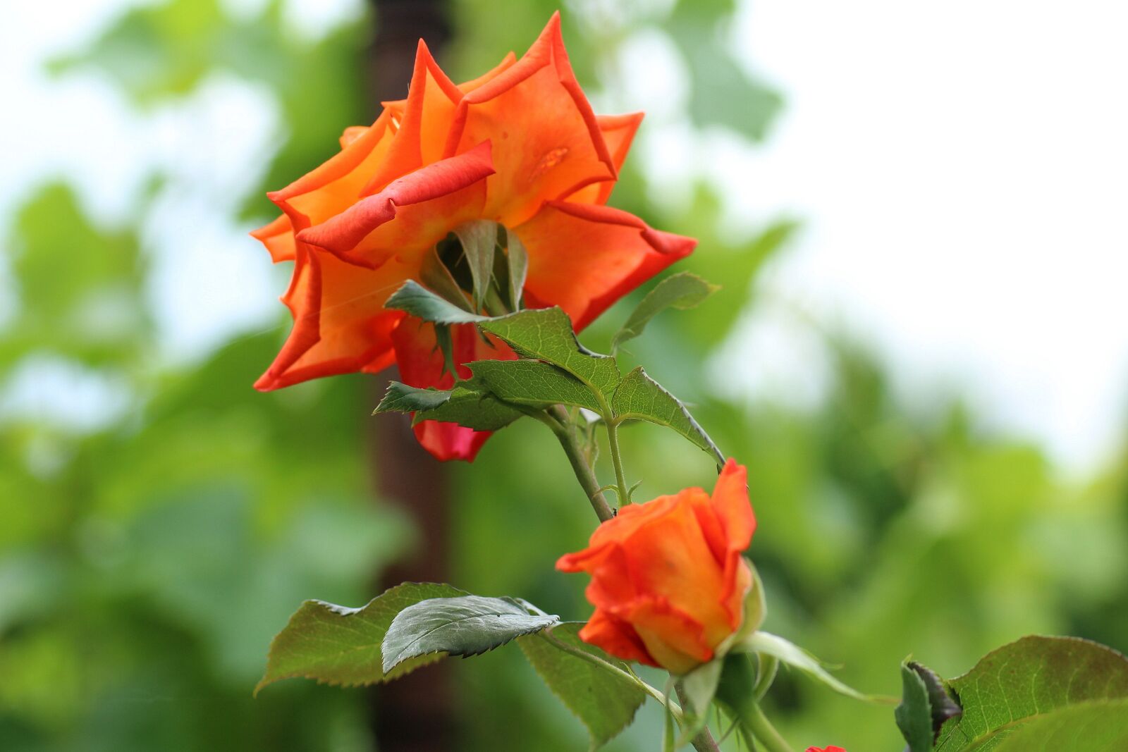 Canon EOS 1200D (EOS Rebel T5 / EOS Kiss X70 / EOS Hi) sample photo. Rose, flower, rose flower photography
