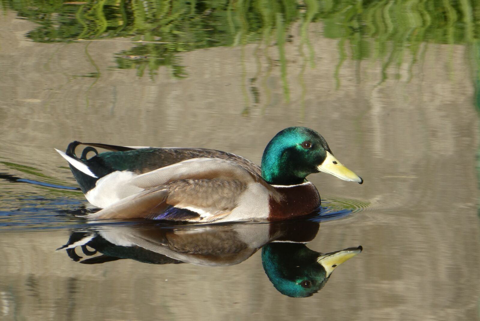 Panasonic Lumix DC-ZS70 (Lumix DC-TZ90) sample photo. Duck, zwemvogel, reflection photography