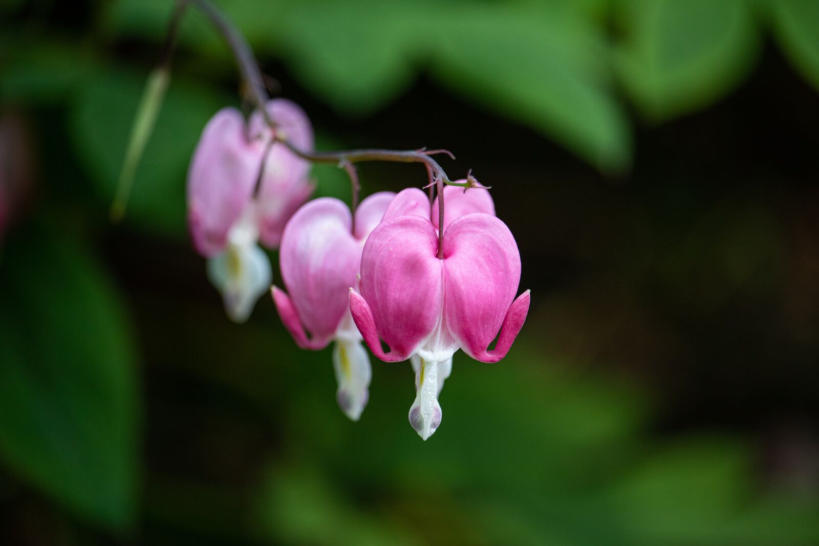 Canon EOS 80D sample photo. Bleeding heart, flower, ornamental photography