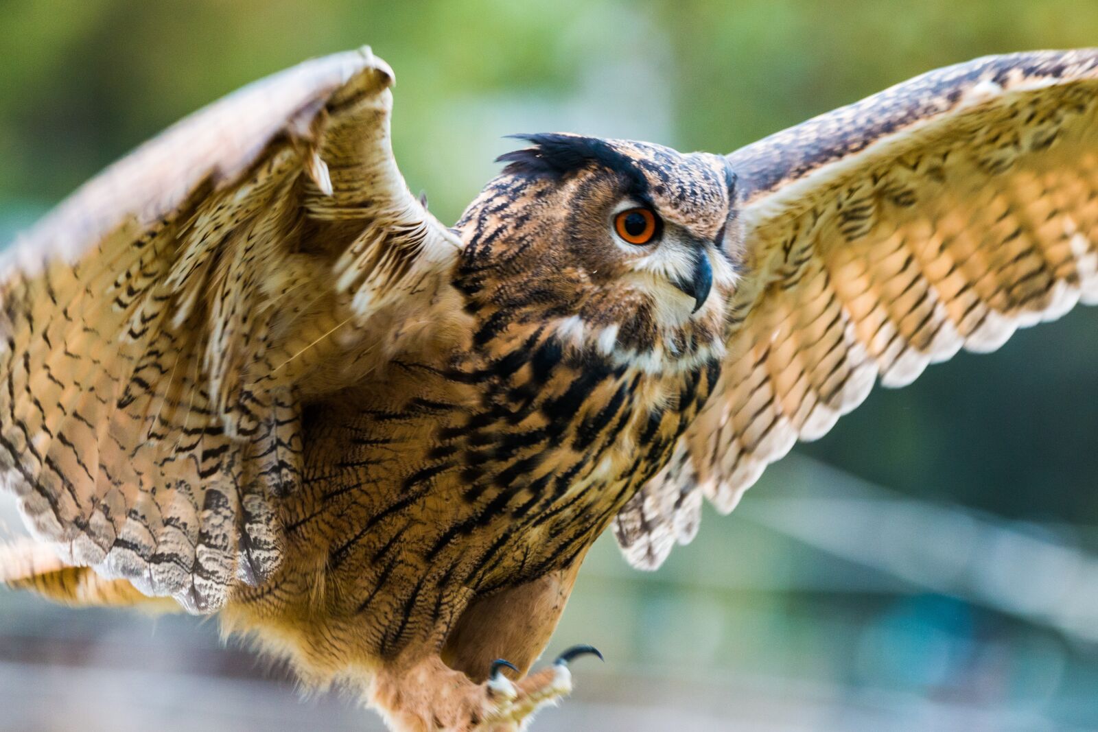 150-600mm F5-6.3 DG OS HSM | Contemporary 015 sample photo. Eagle owl, bubo bubo photography