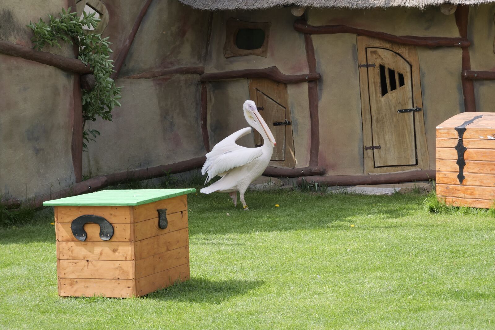 Panasonic Lumix DC-G9 sample photo. Pink pelican, water bird photography