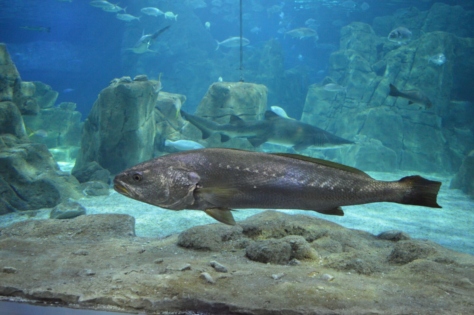 Nikon D3200 sample photo. Marine, fish, shark photography