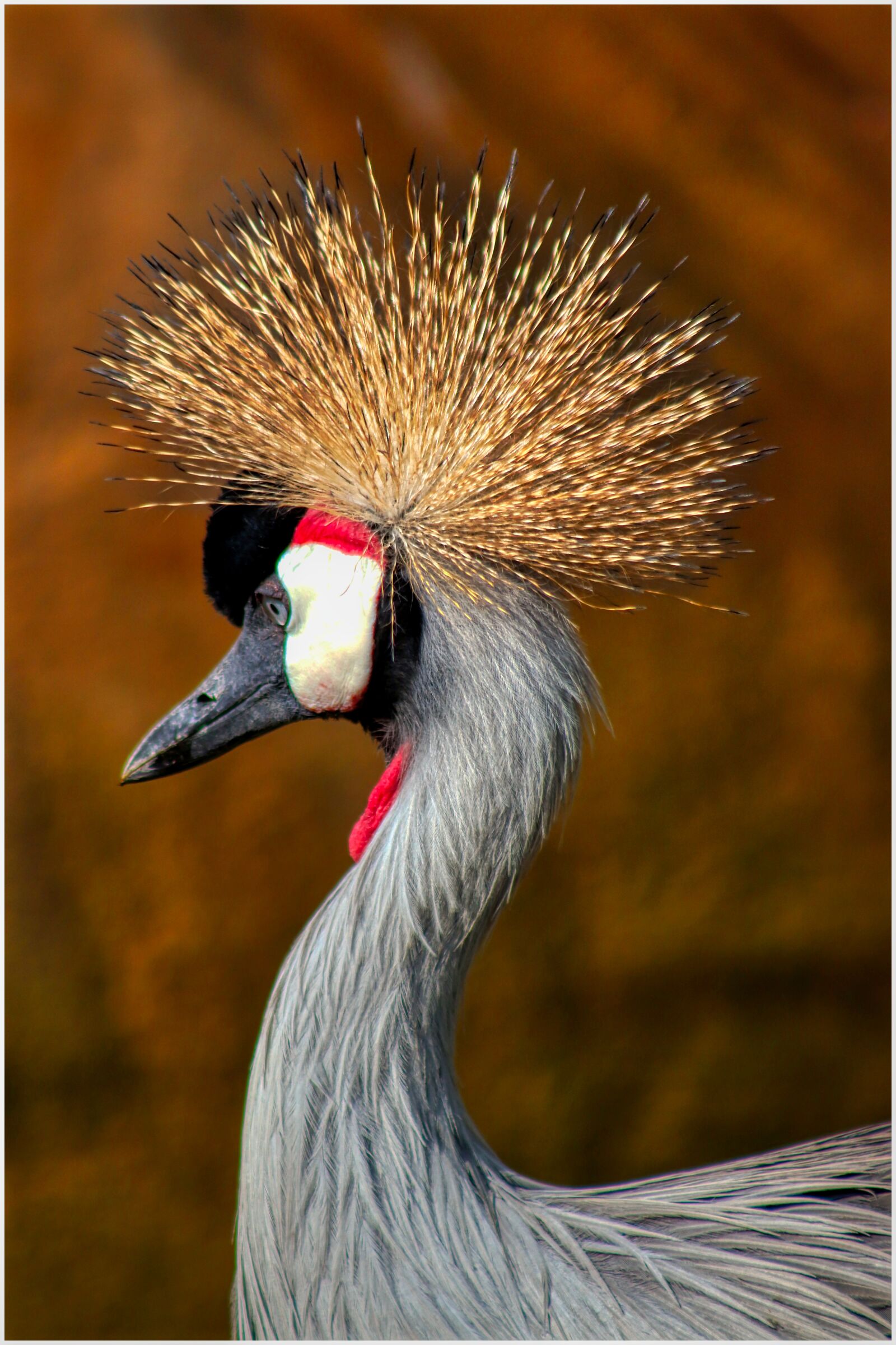 Canon EF75-300mm f/4-5.6 sample photo. Crown, crane, bird photography