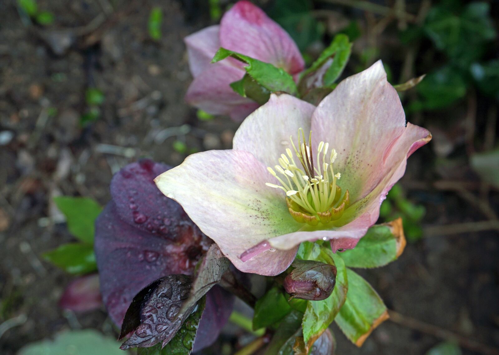 Sony E 16-50mm F3.5-5.6 PZ OSS sample photo. Nature, plants, flowers photography