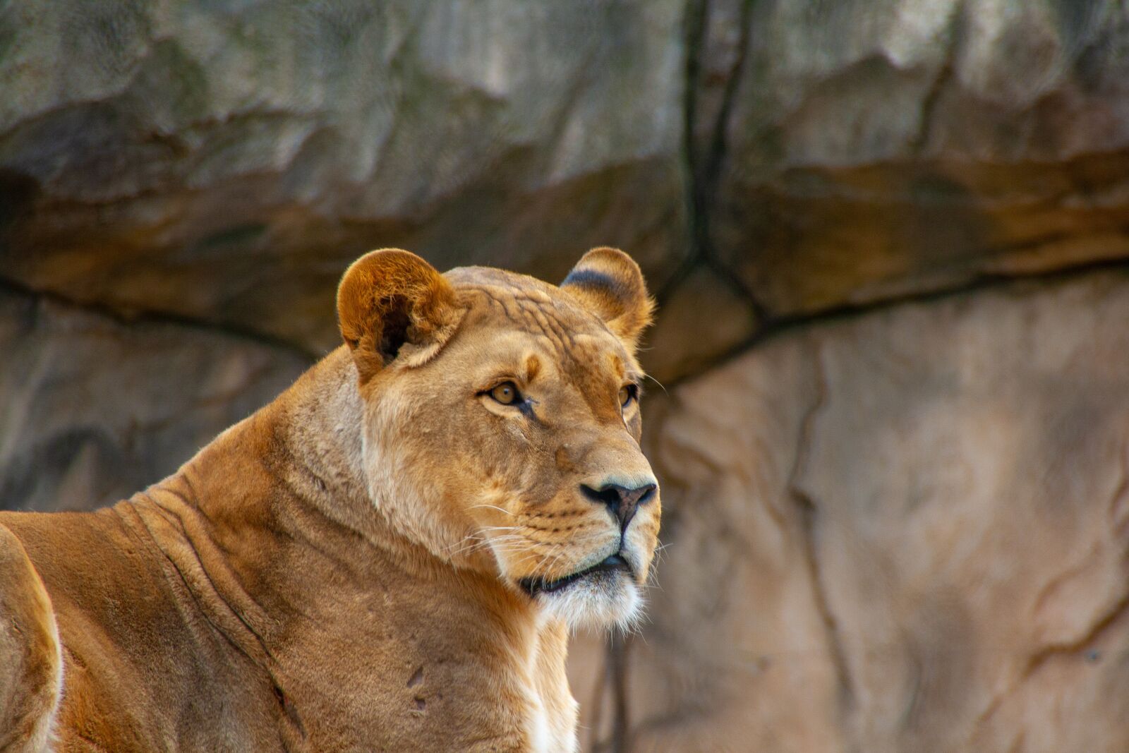 Canon EOS 400D (EOS Digital Rebel XTi / EOS Kiss Digital X) sample photo. Lion, color, zoo photography