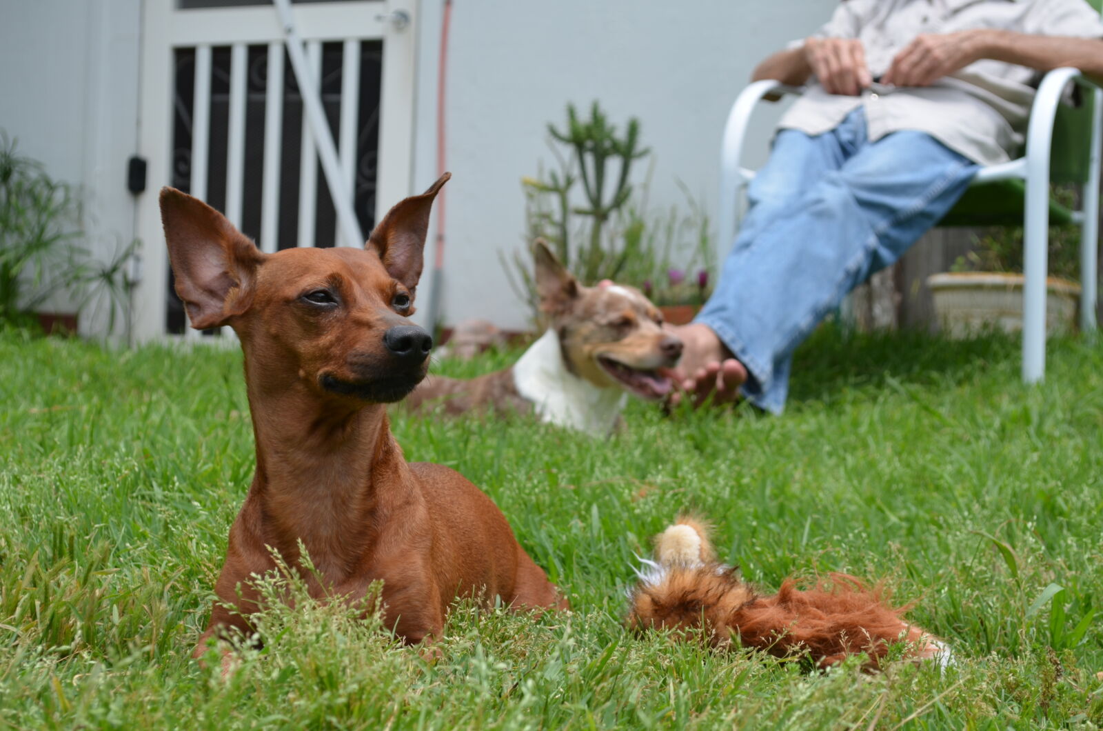 Nikon D5100 sample photo. Back, dachshund, dog, dogs photography