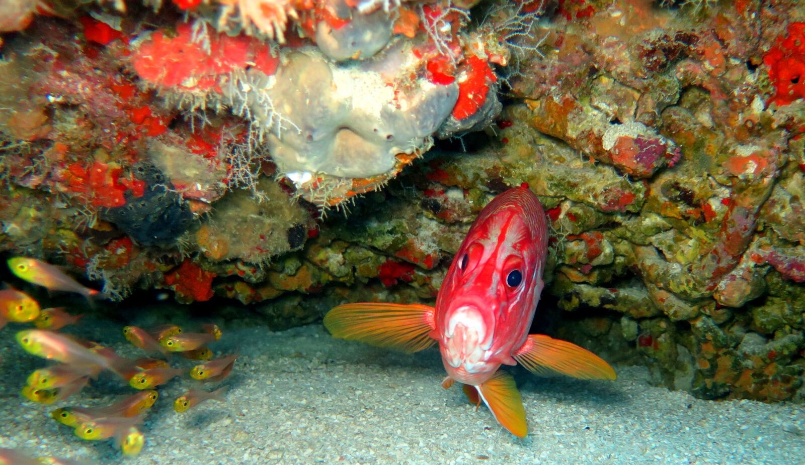 Canon PowerShot G16 sample photo. Fish, squirrel, underwater photography