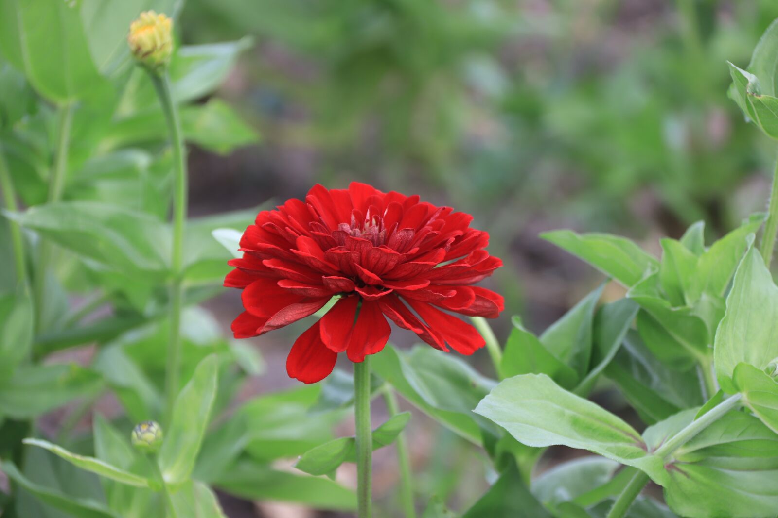 Canon EOS 800D (EOS Rebel T7i / EOS Kiss X9i) sample photo. Flowers, spring, nature photography