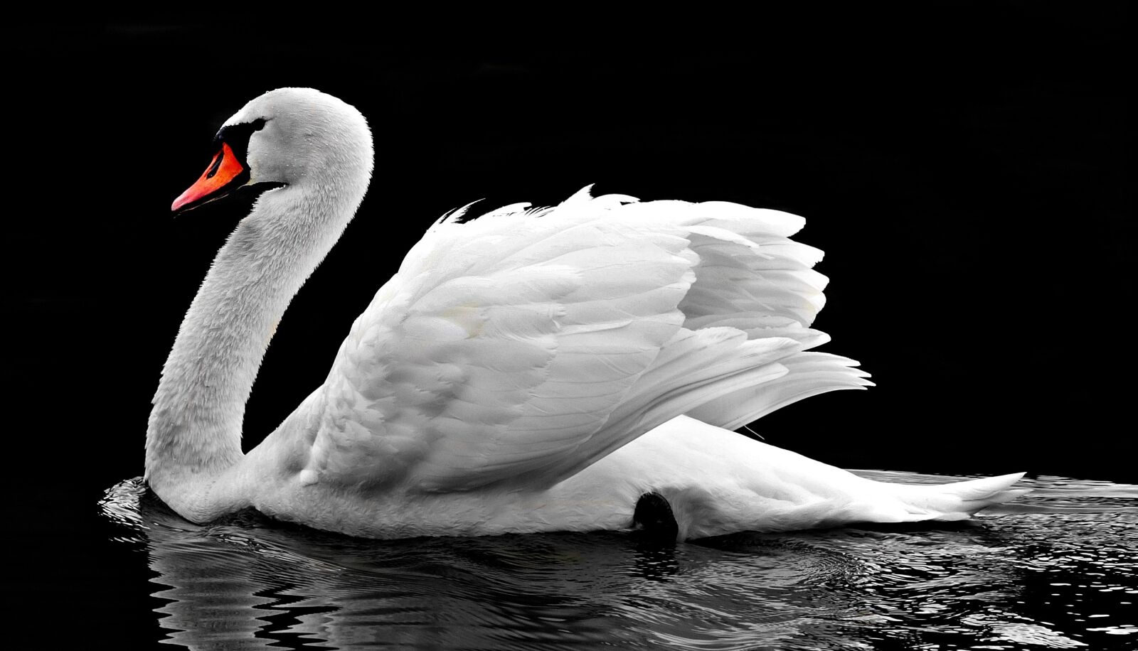 Canon EOS 80D sample photo. Swan, water, white photography