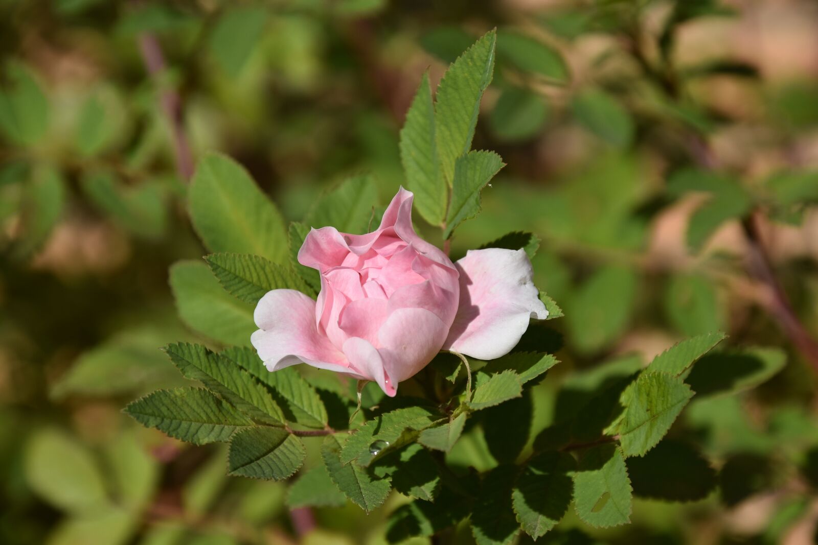 Nikon D5500 sample photo. Roses, bush, garden photography
