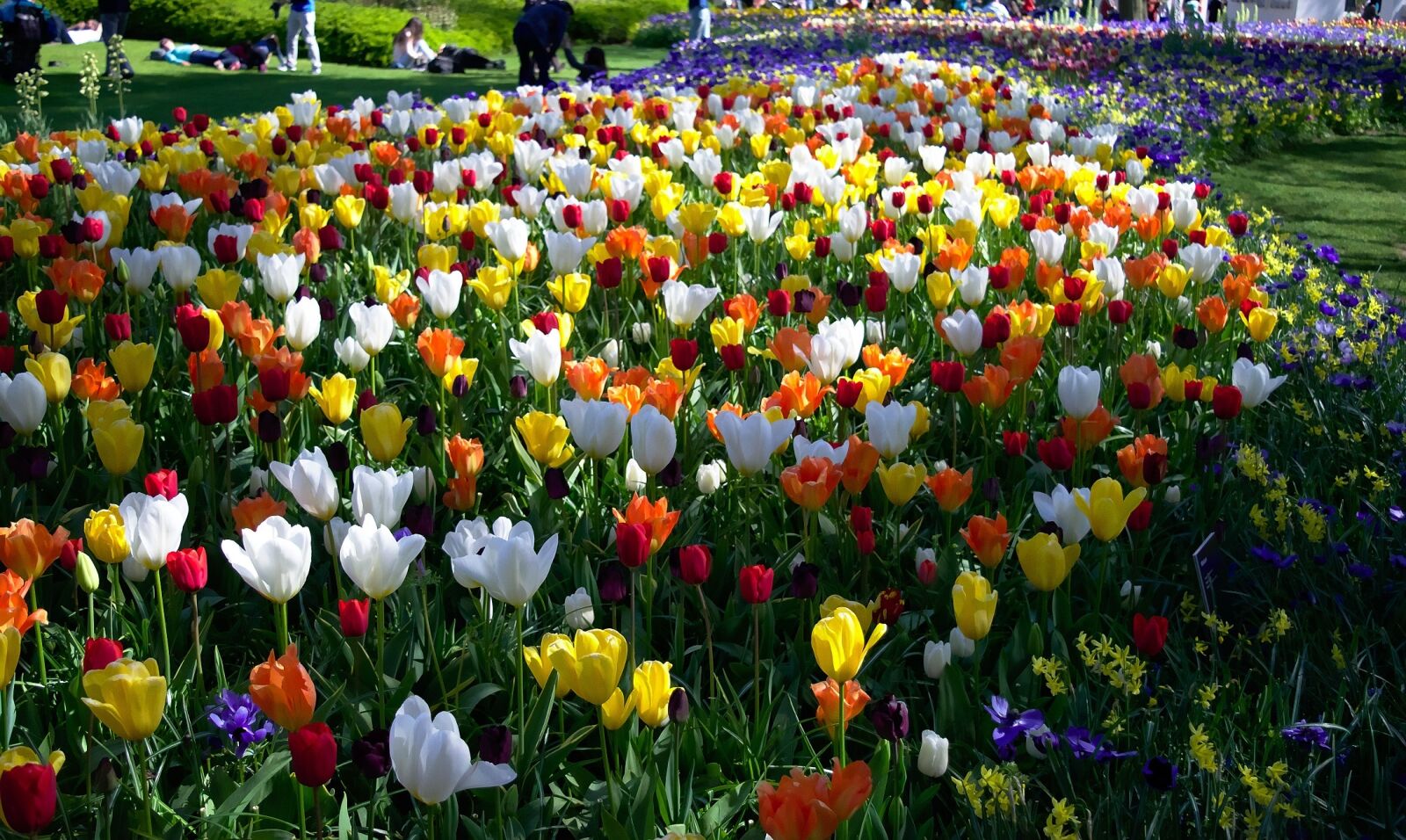 Nikon D5300 sample photo. Tulips, park, flowers photography