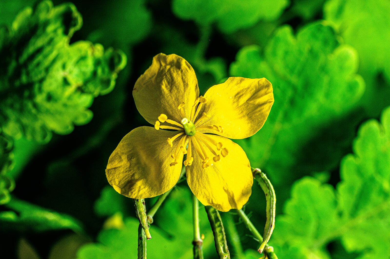 Nikon D7000 sample photo. Flower, garden, yellow photography