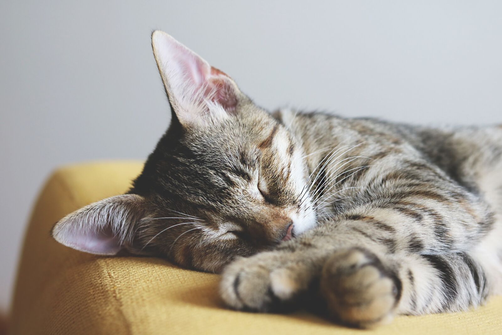 Canon EF 50mm F1.8 STM sample photo. Cat, kitten, kitty photography