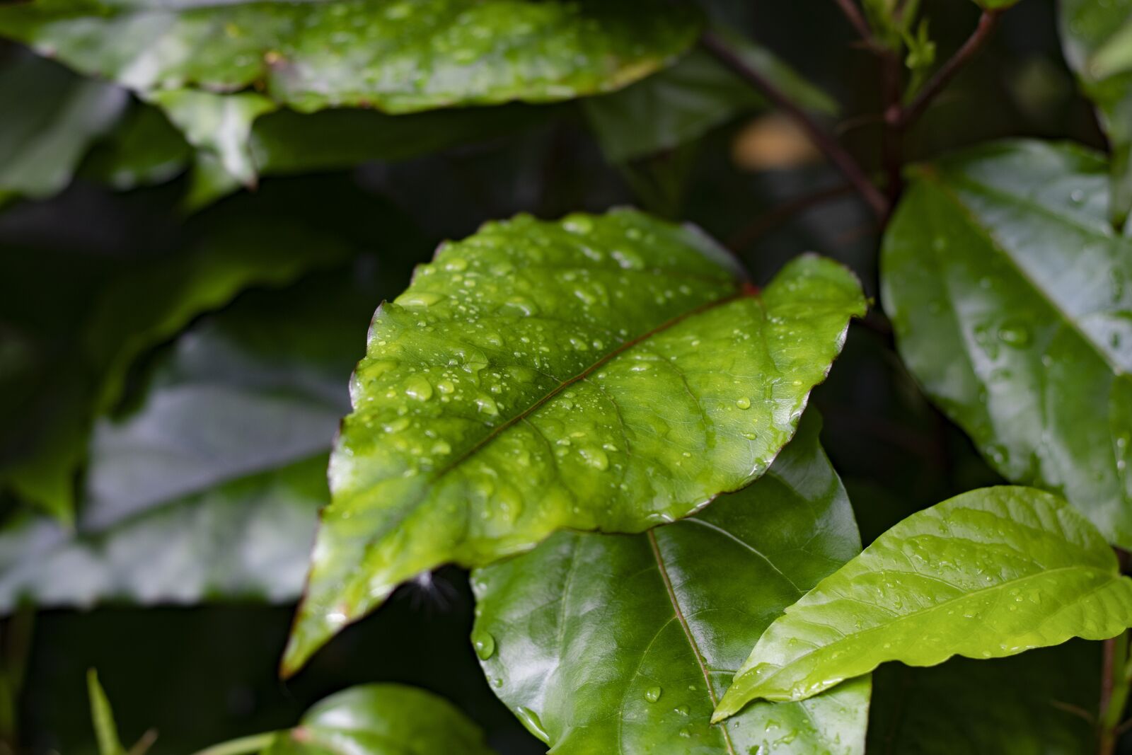 Canon EOS 200D (EOS Rebel SL2 / EOS Kiss X9) + Canon EF 50mm F1.8 STM sample photo. Leaf, green, nature photography