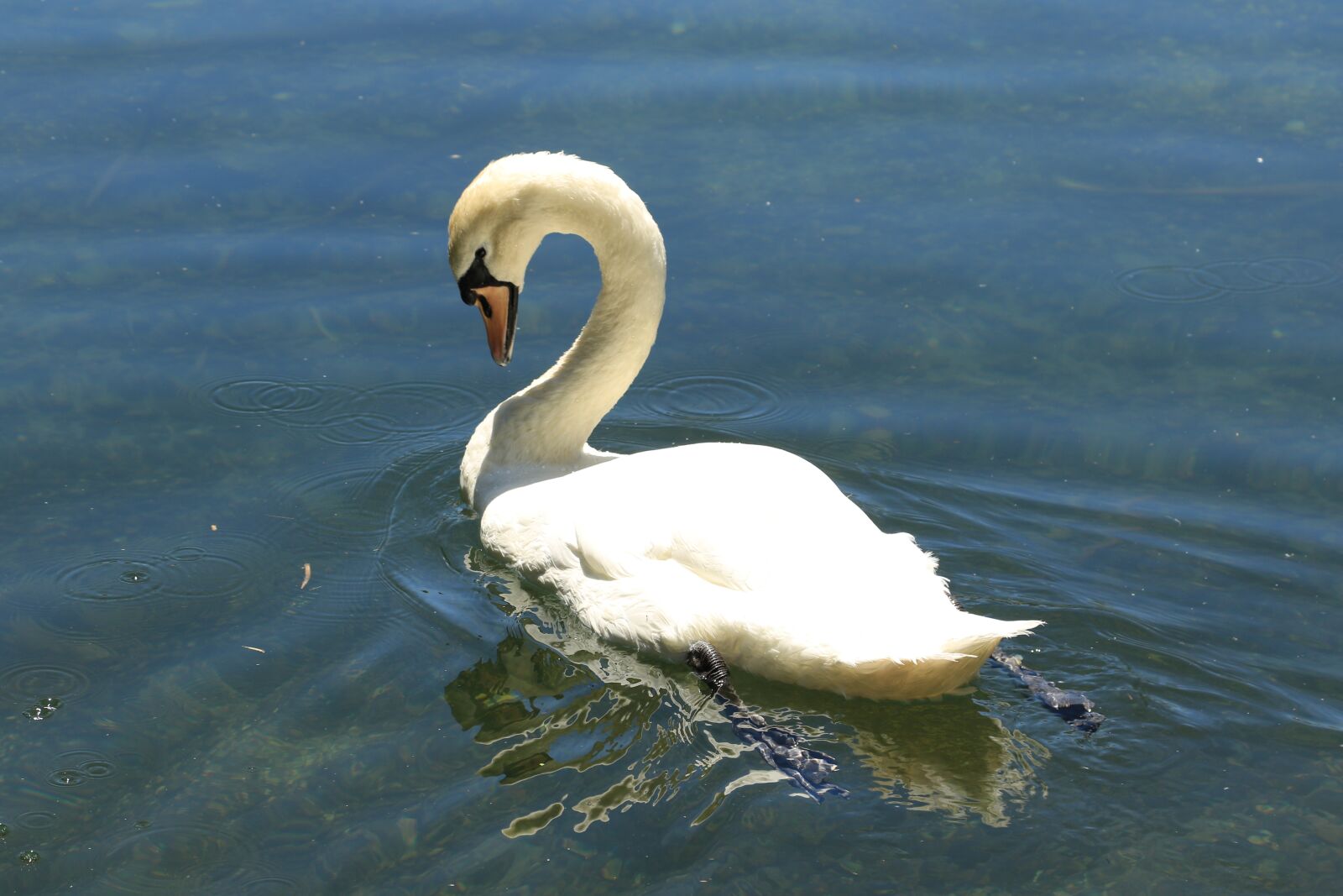 Canon EOS 7D Mark II sample photo. Swan, bird, water photography