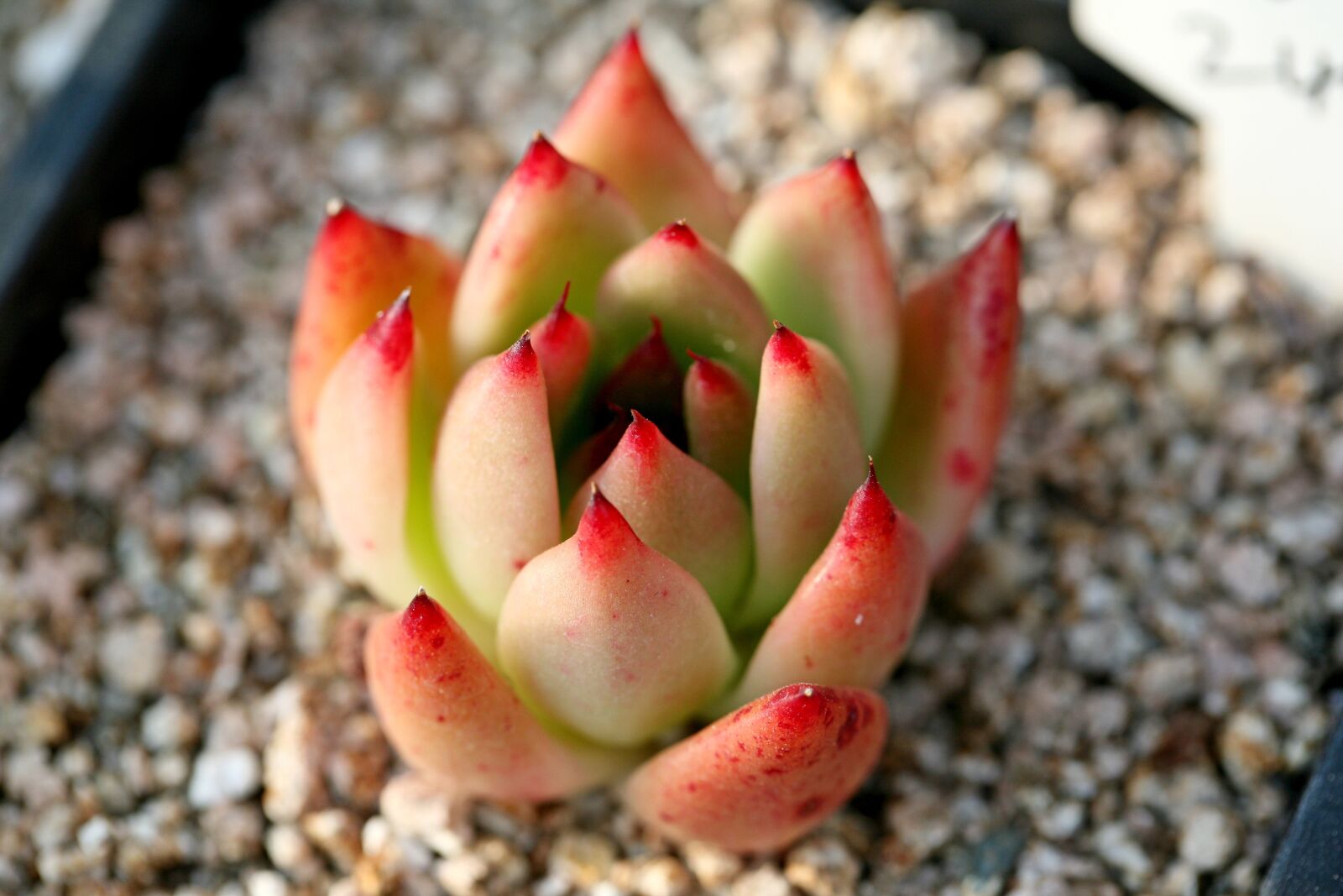 Canon EOS 5D sample photo. A fleshy plant, fleshy photography