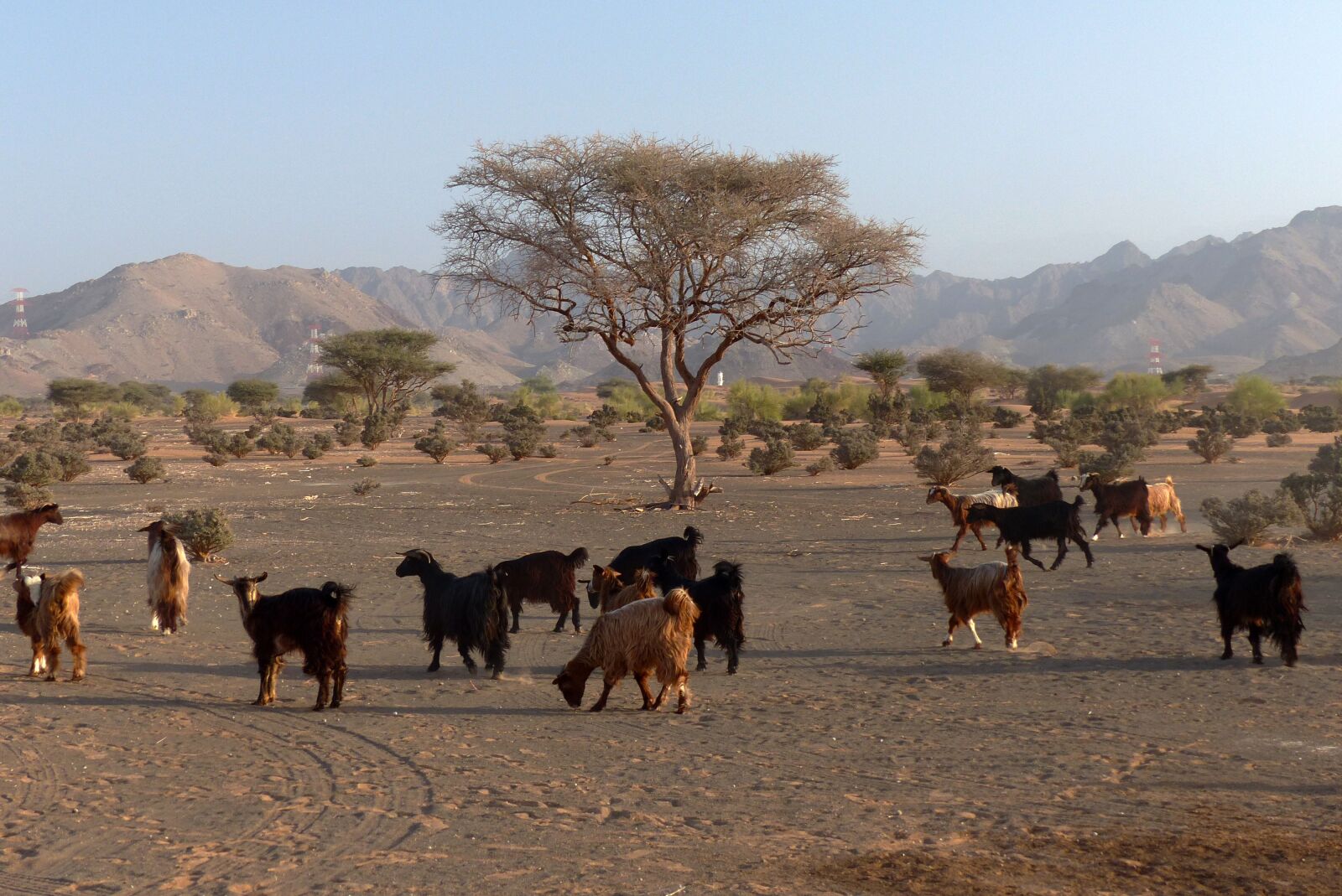Panasonic Lumix DMC-FZ200 sample photo. Desert, goat, oman photography