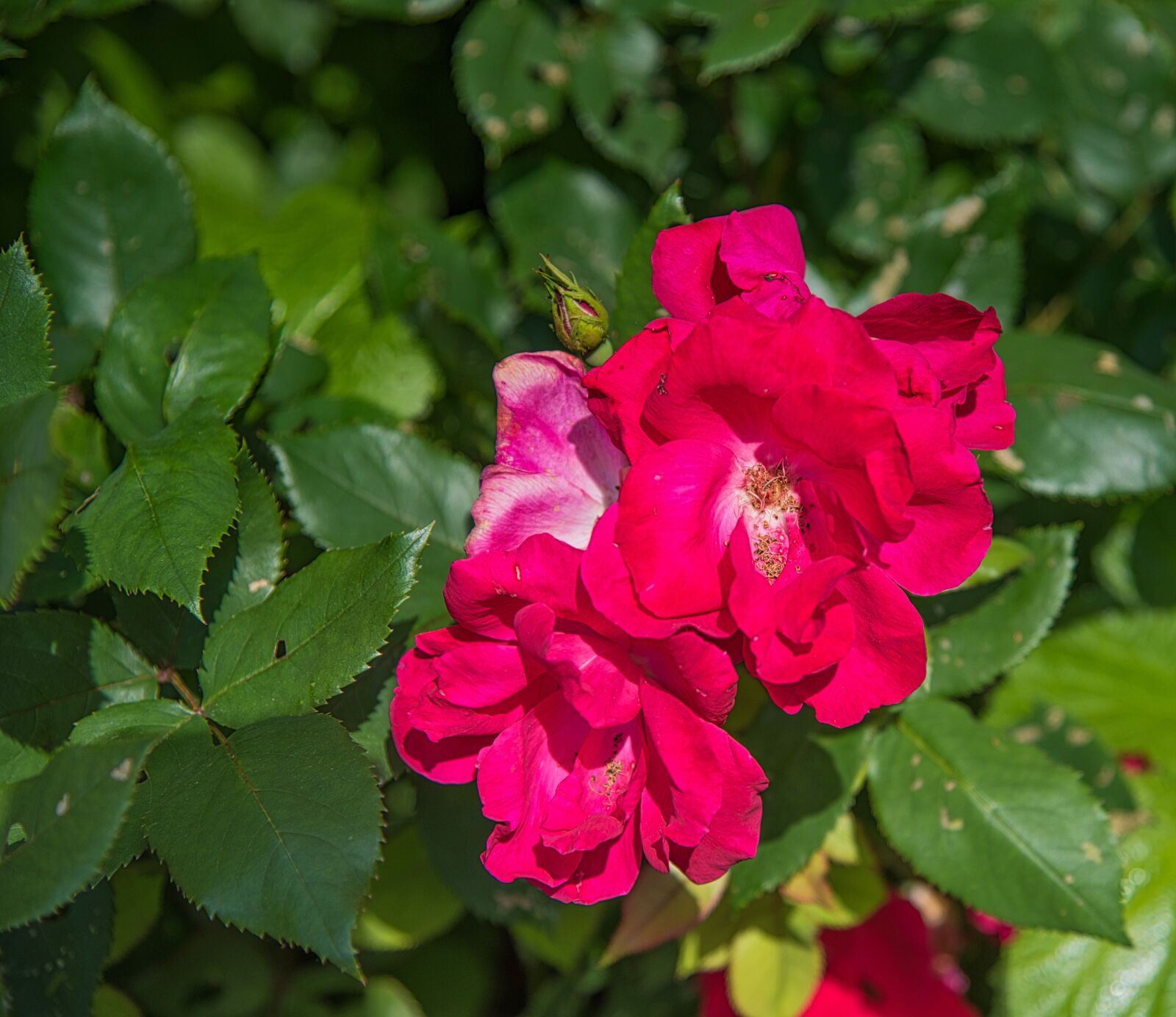 Nikon D750 sample photo. Flower, blossom, nature photography