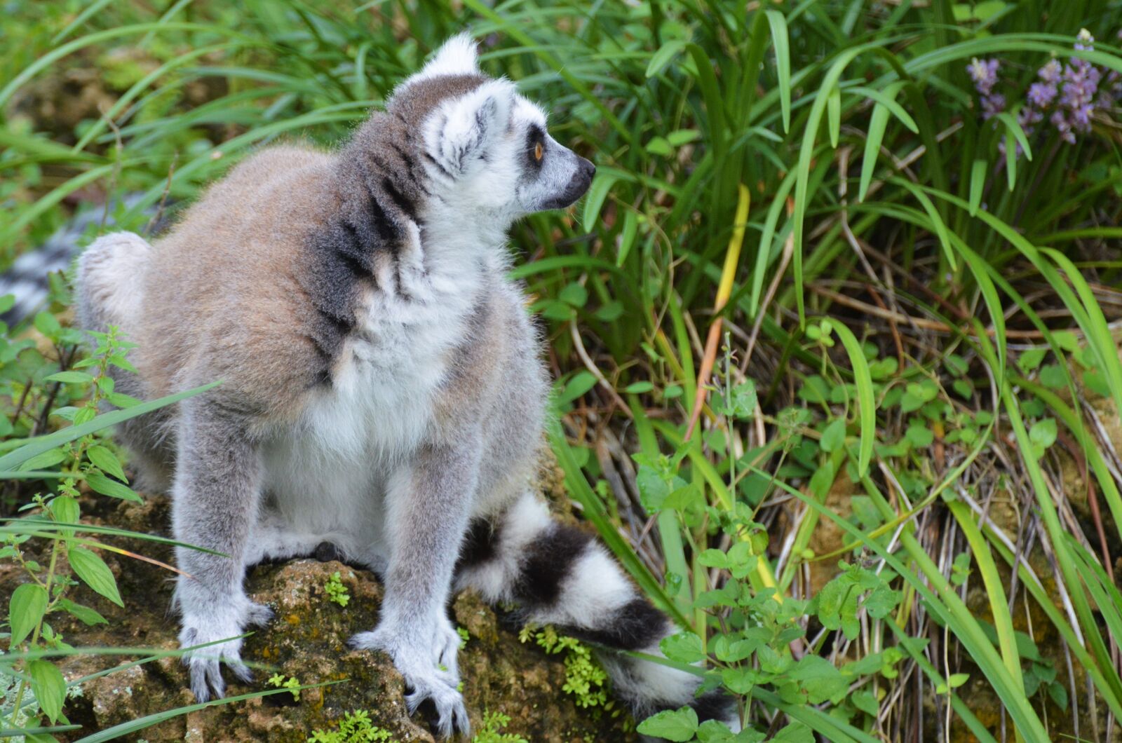 Nikon D5100 sample photo. Lemur, maki, wild photography