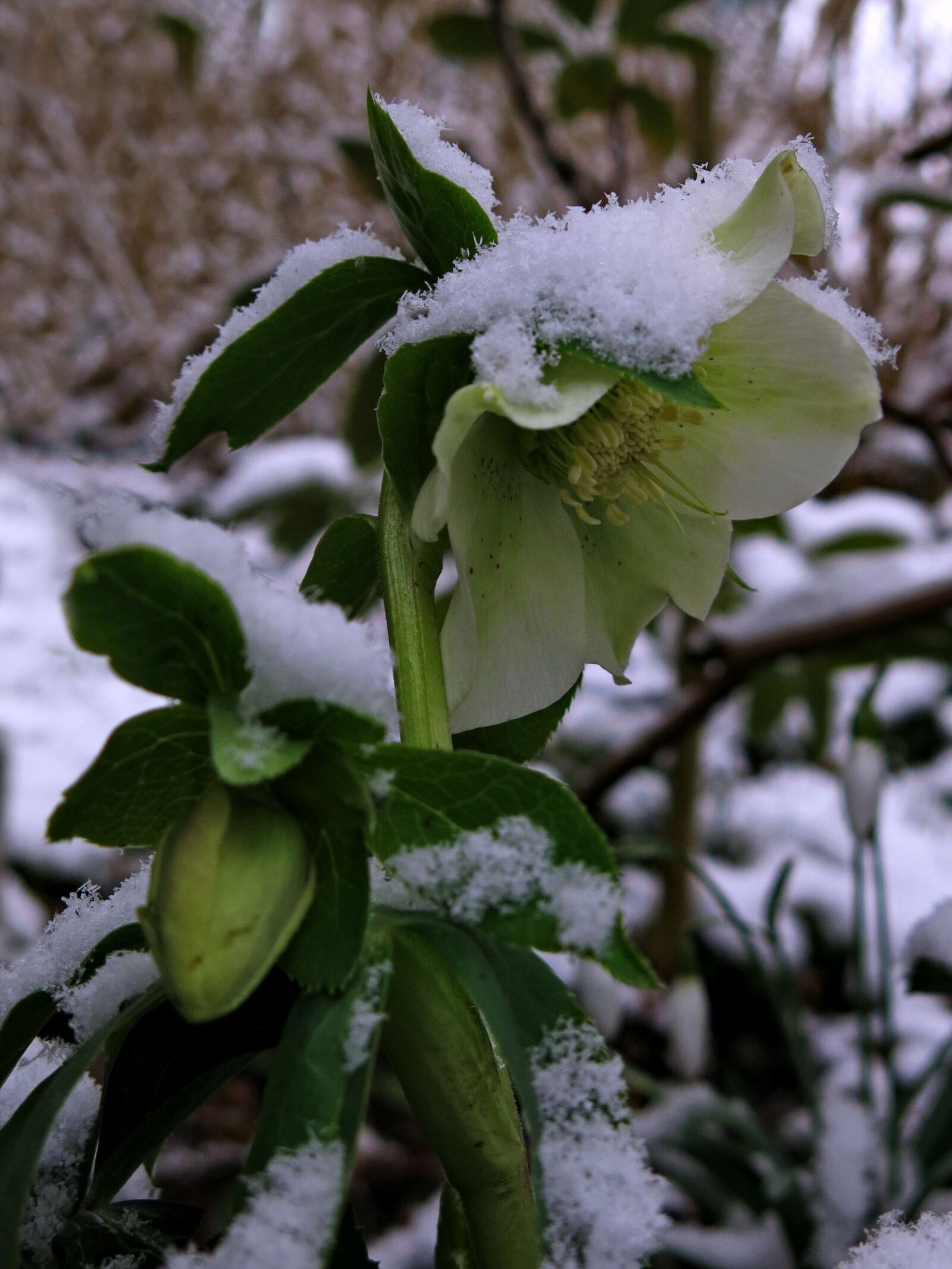 Canon PowerShot G15 sample photo. Anemone blanda, christmas rose photography