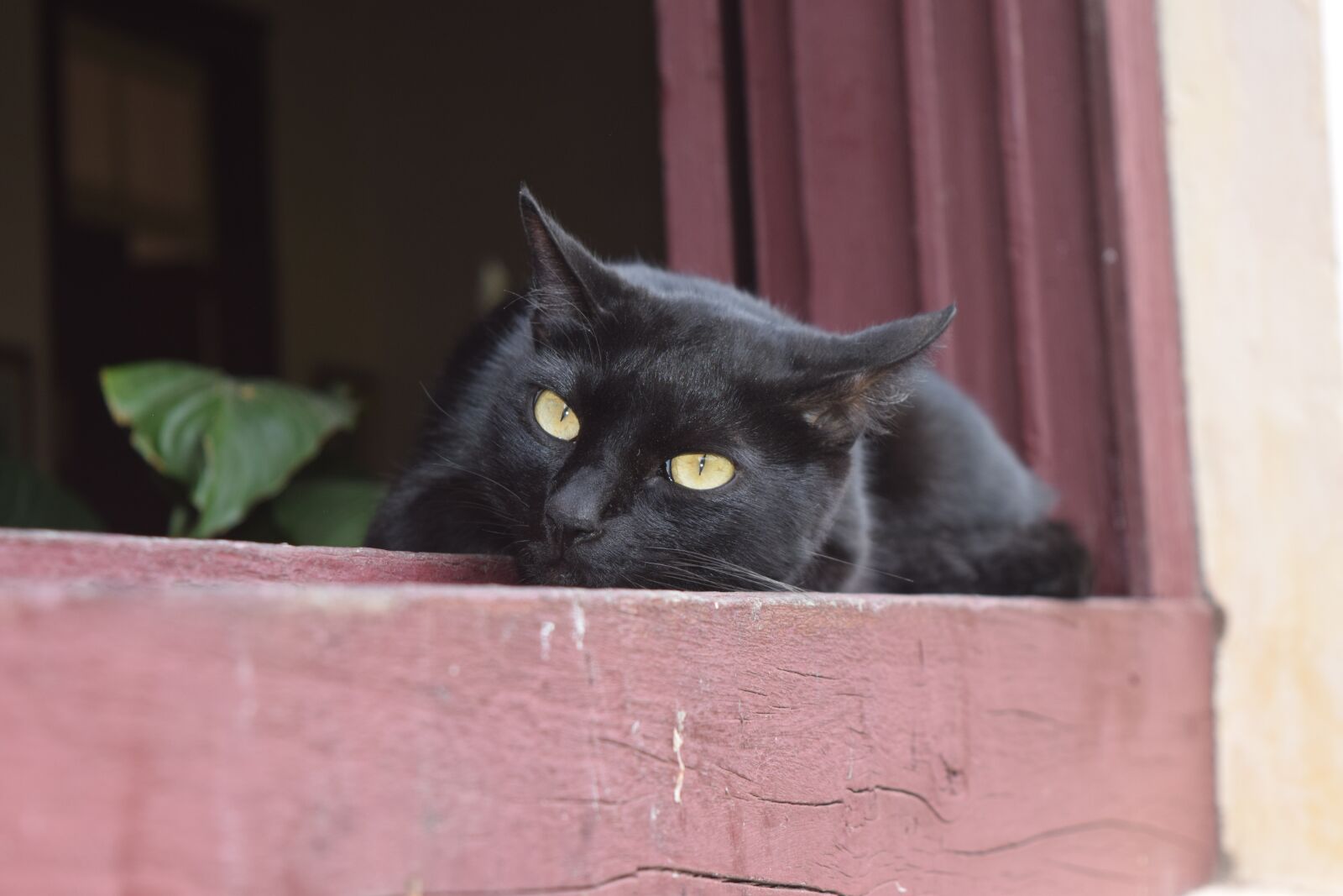 Nikon D3300 sample photo. Cat, cats, care feline photography