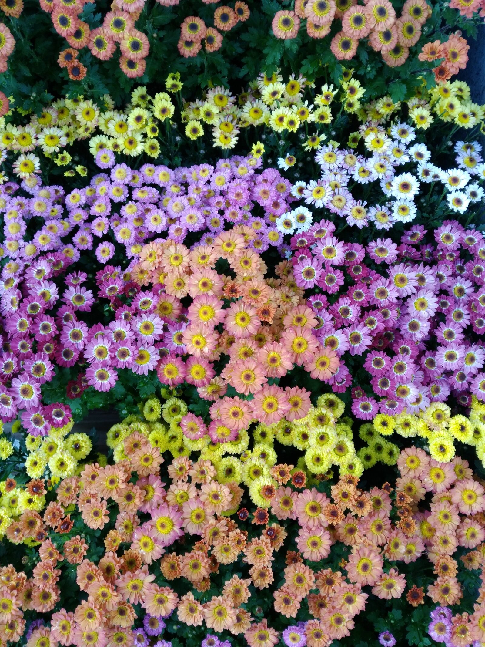 HUAWEI P9 LITE sample photo. Flowers, beautiful, pixar bay photography