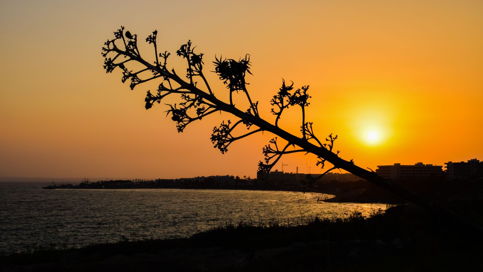 Nikon D3300 sample photo. Tree, sun, sunset photography