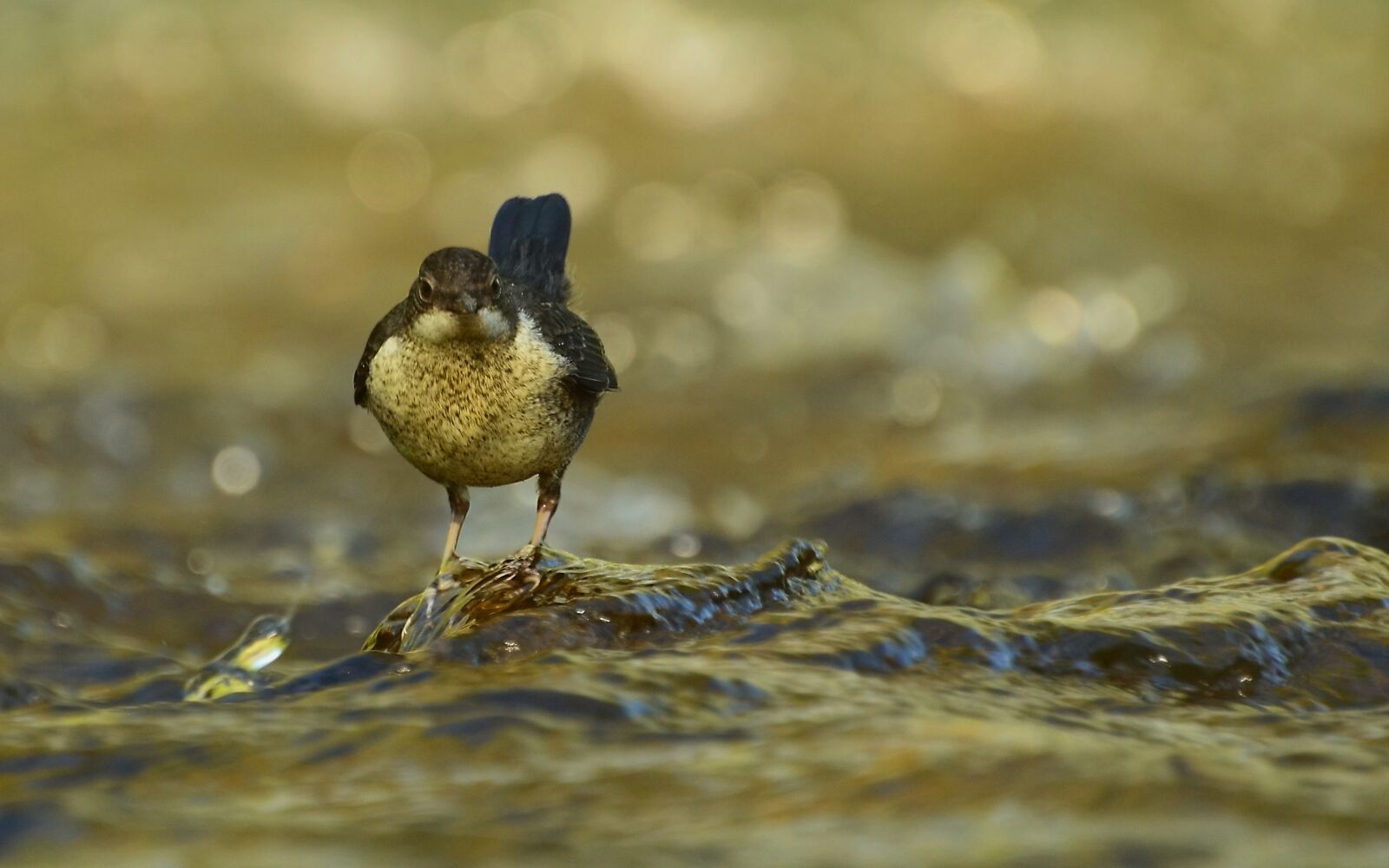 Nikon D3200 sample photo. Dippers, nature, river photography