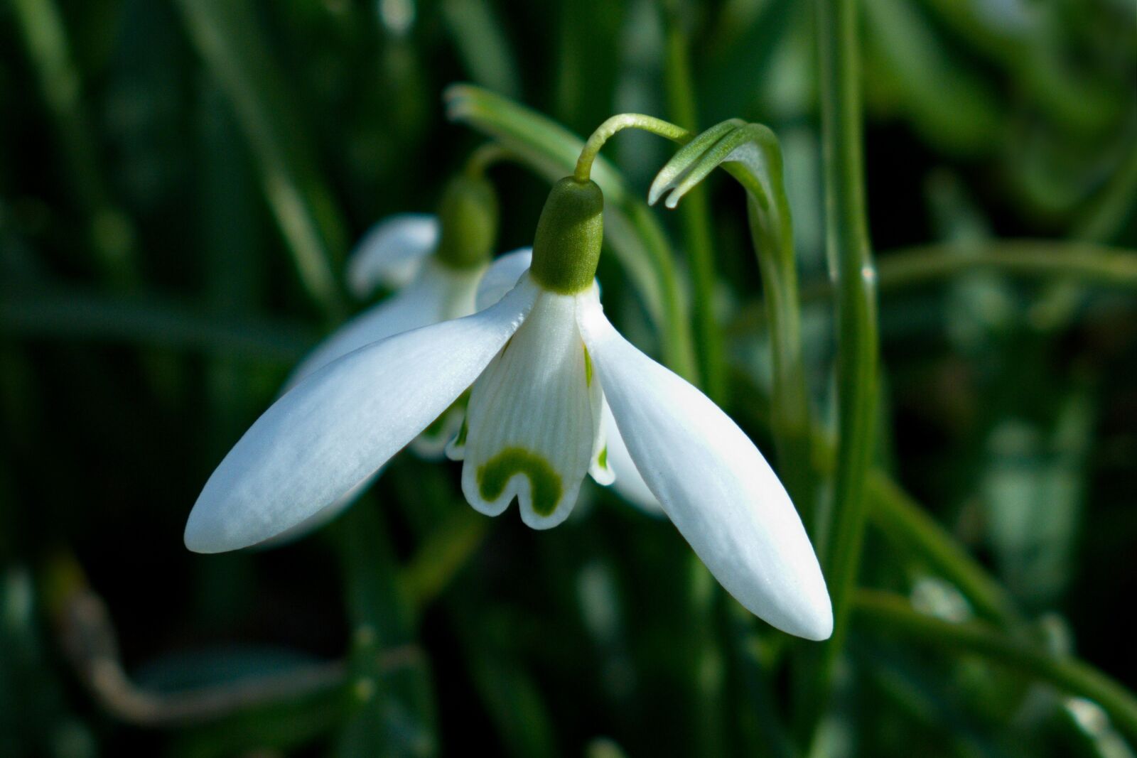 Canon PowerShot G15 sample photo. Snowdrop, nature, plant photography