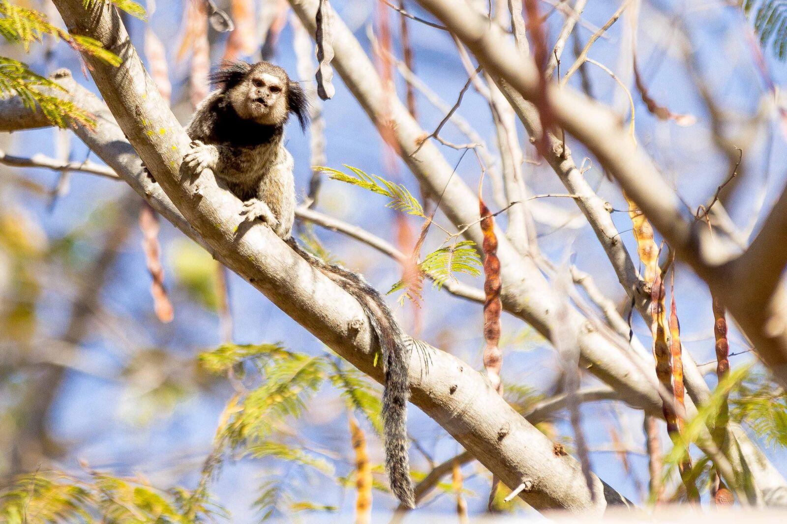 Canon EOS 600D (Rebel EOS T3i / EOS Kiss X5) sample photo. Mico, animals, monkey photography