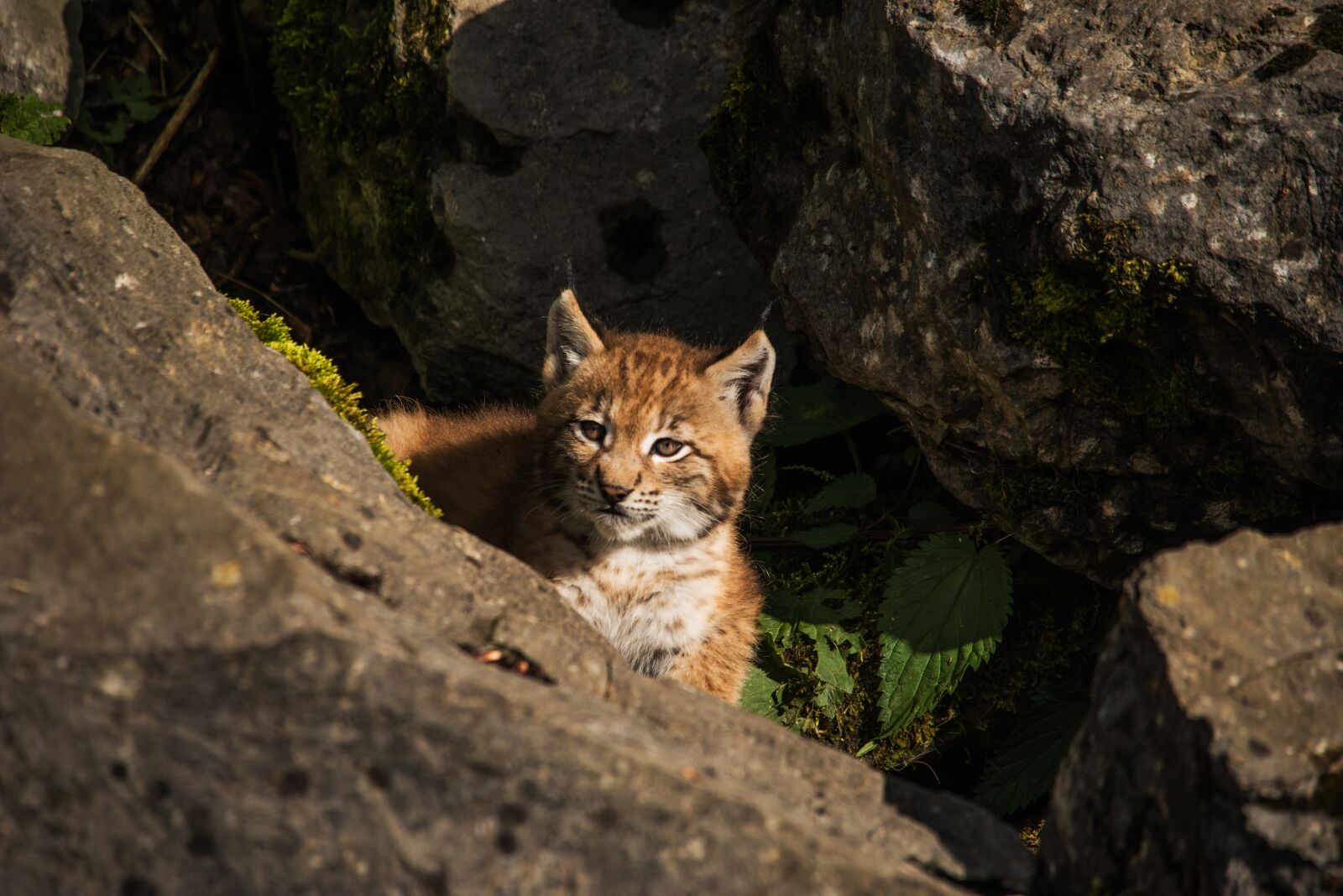 Nikon D800E sample photo. Young lynx, lynx, baby photography