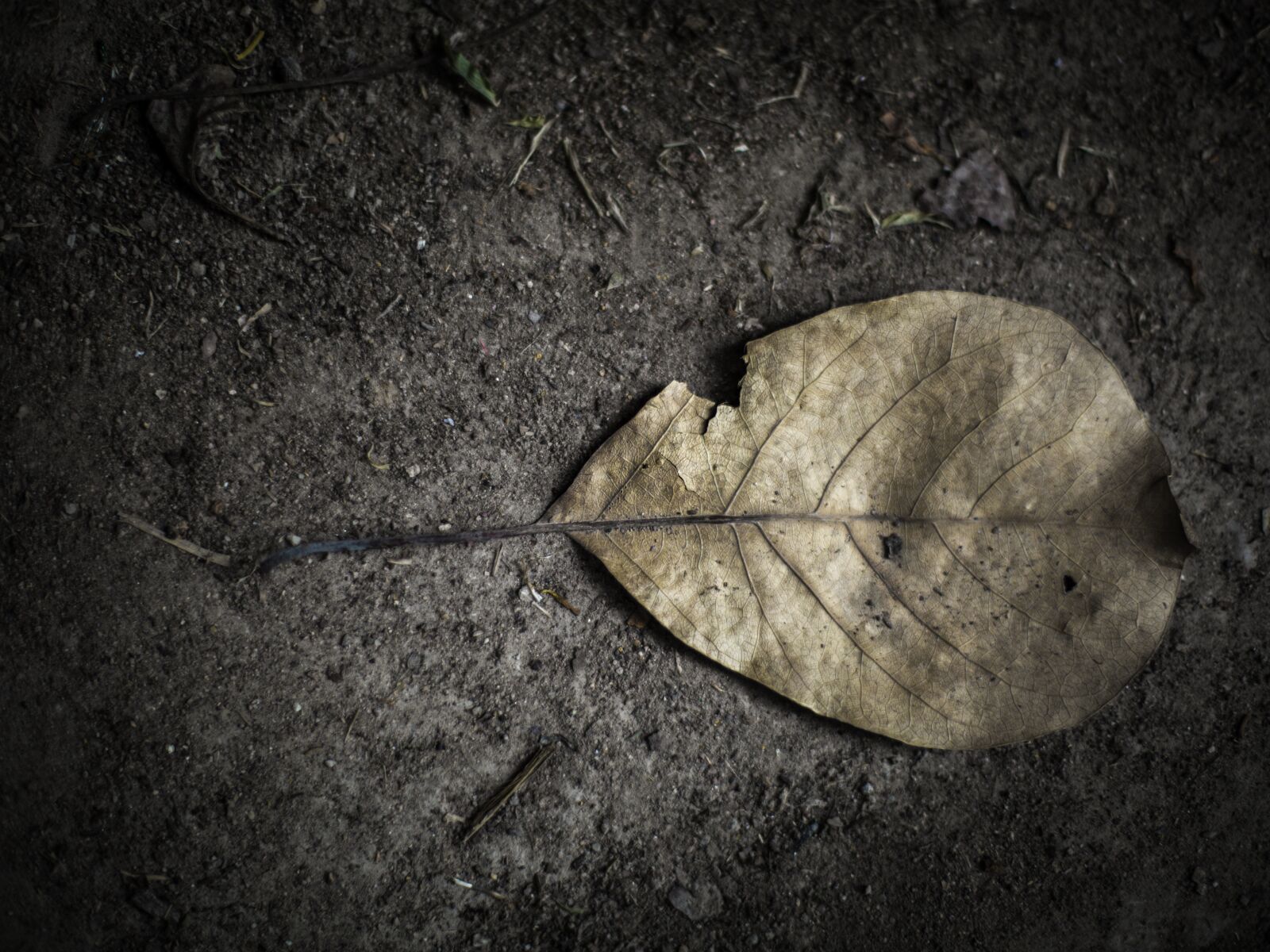 Canon EF 50mm F1.4 USM sample photo. Autumn leaves, dry leaf photography