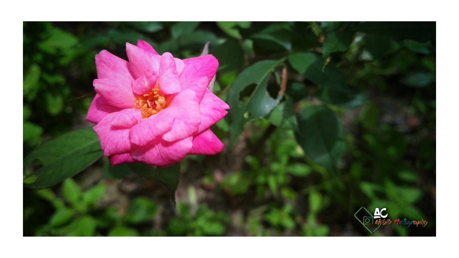 Xiaomi Redmi 4 Pro sample photo. Flower, rose, beautiful flower photography