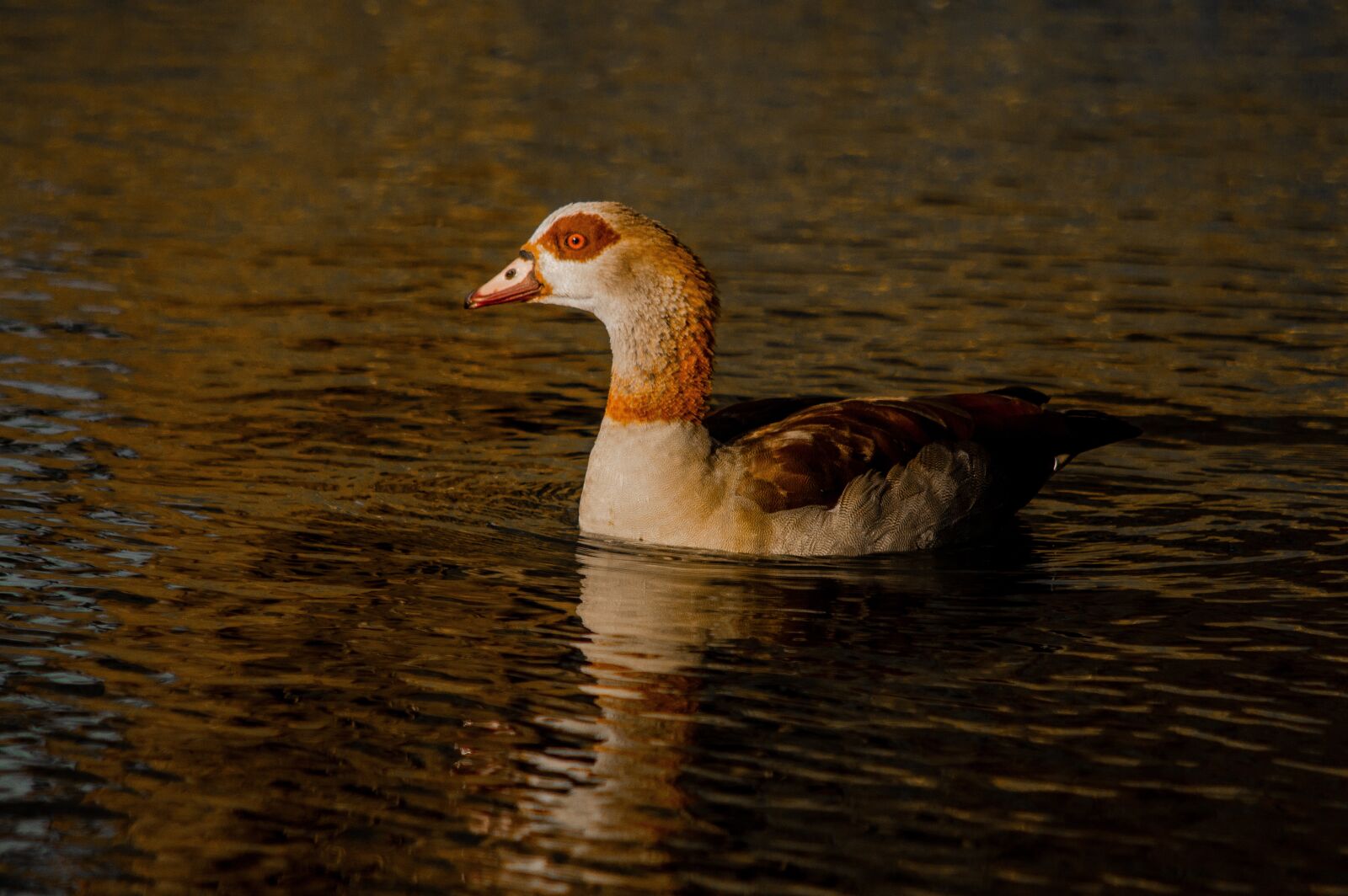 Nikon D3200 sample photo. Duck, pond, lake photography