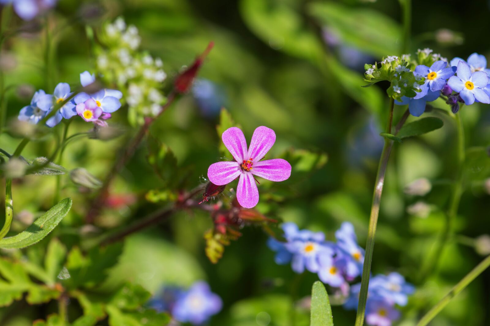 Nikon D7200 sample photo. Soapwort, carnation, blossom photography