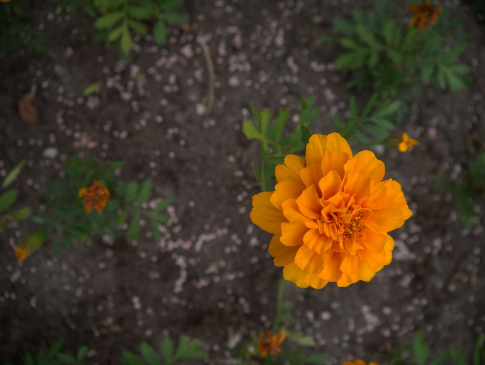 Panasonic Lumix DMC-G3 sample photo. Orange flower, orange, flower photography