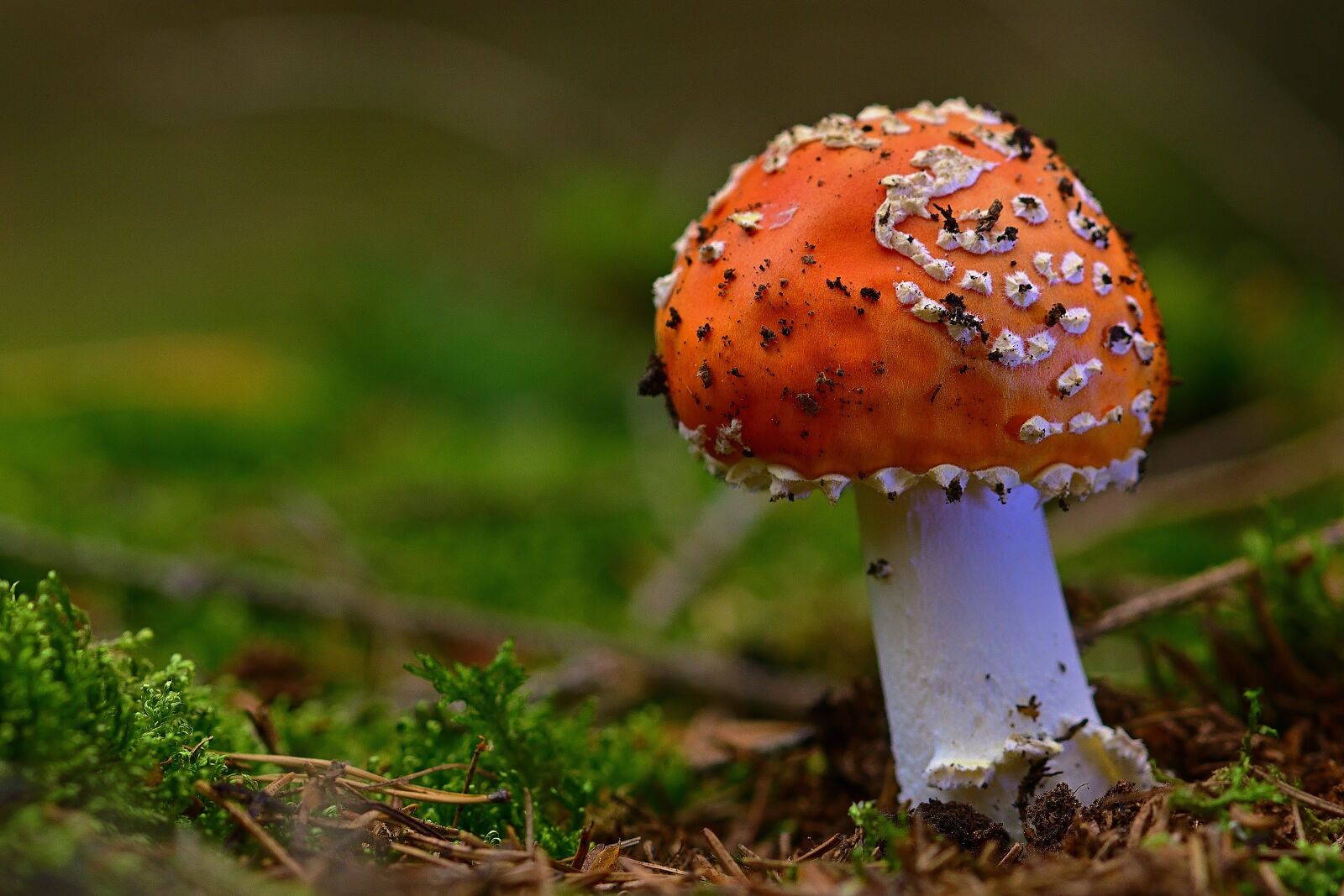 Nikon D5200 sample photo. Fly agaric, forest, nature photography