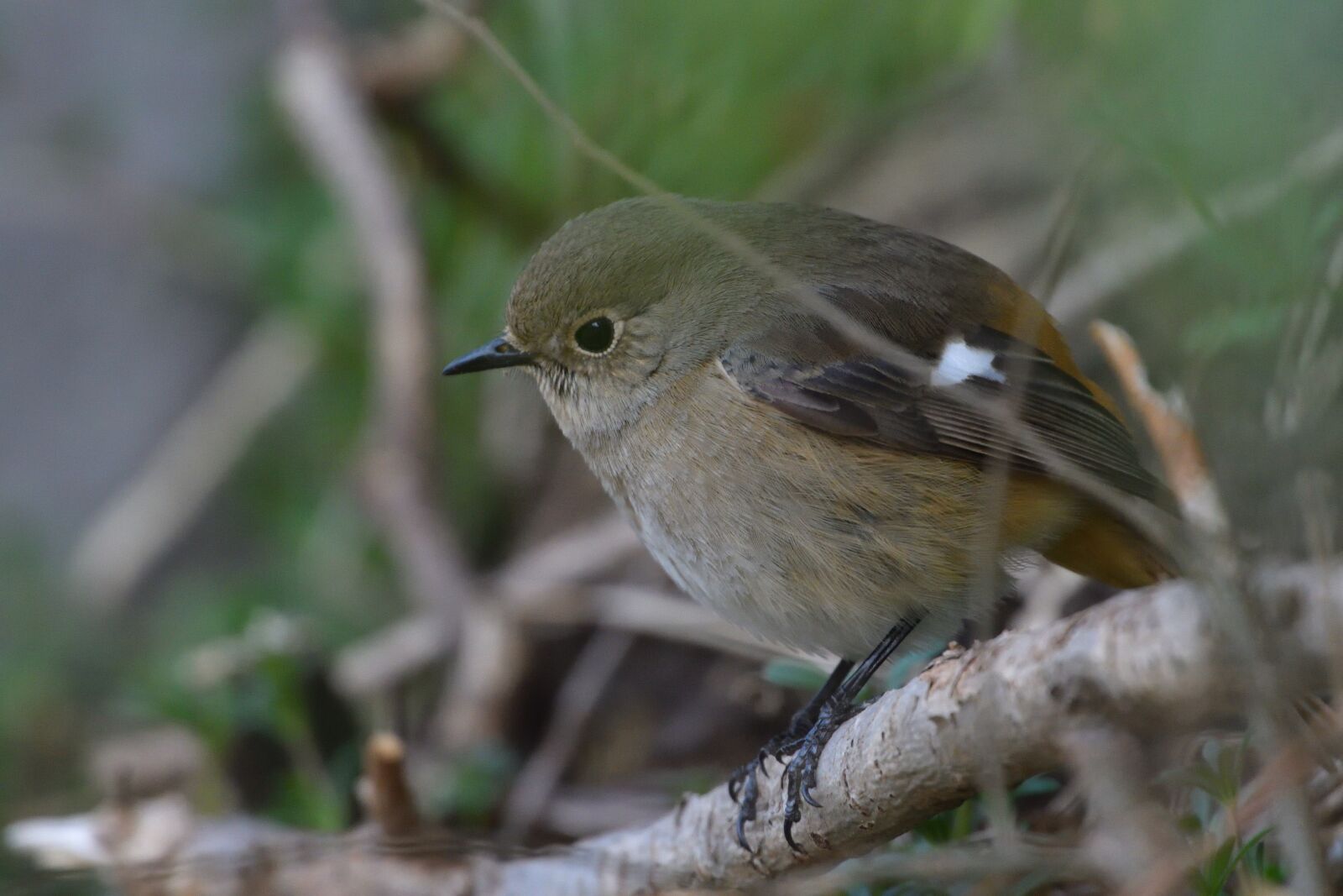 Nikon D500 sample photo. Natural, wild animals, bird photography