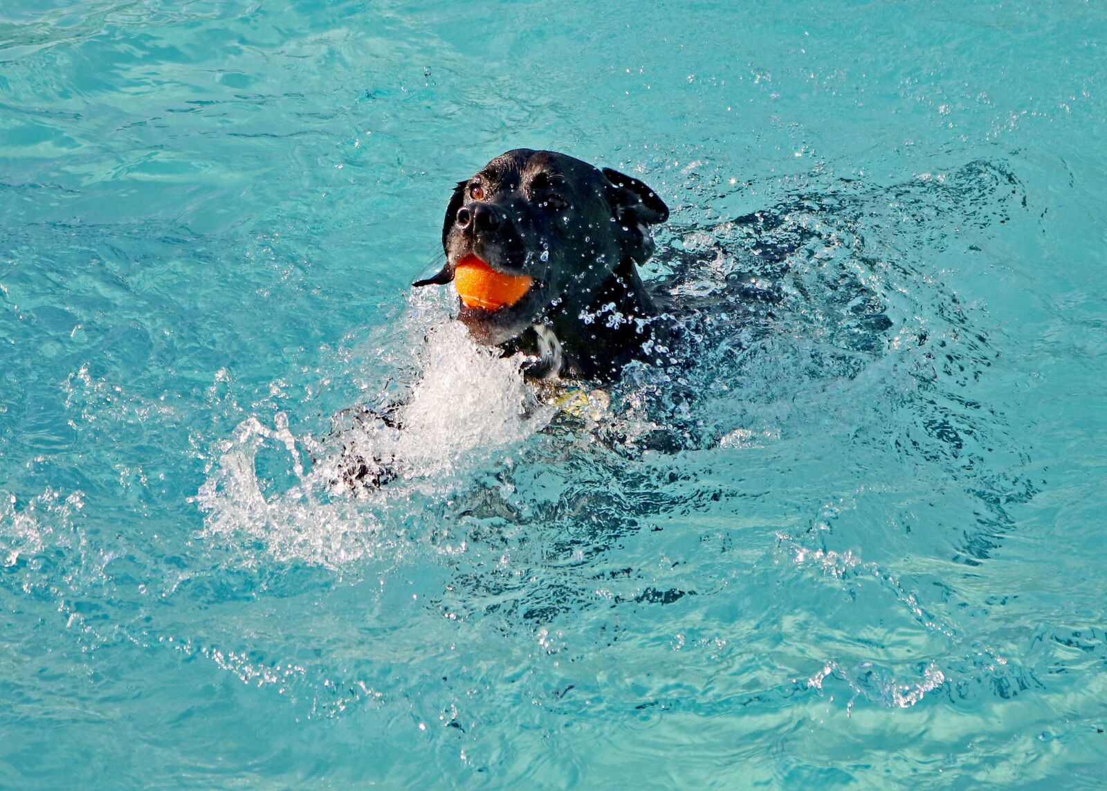 Canon EOS 750D (EOS Rebel T6i / EOS Kiss X8i) sample photo. Dog, water, pet photography